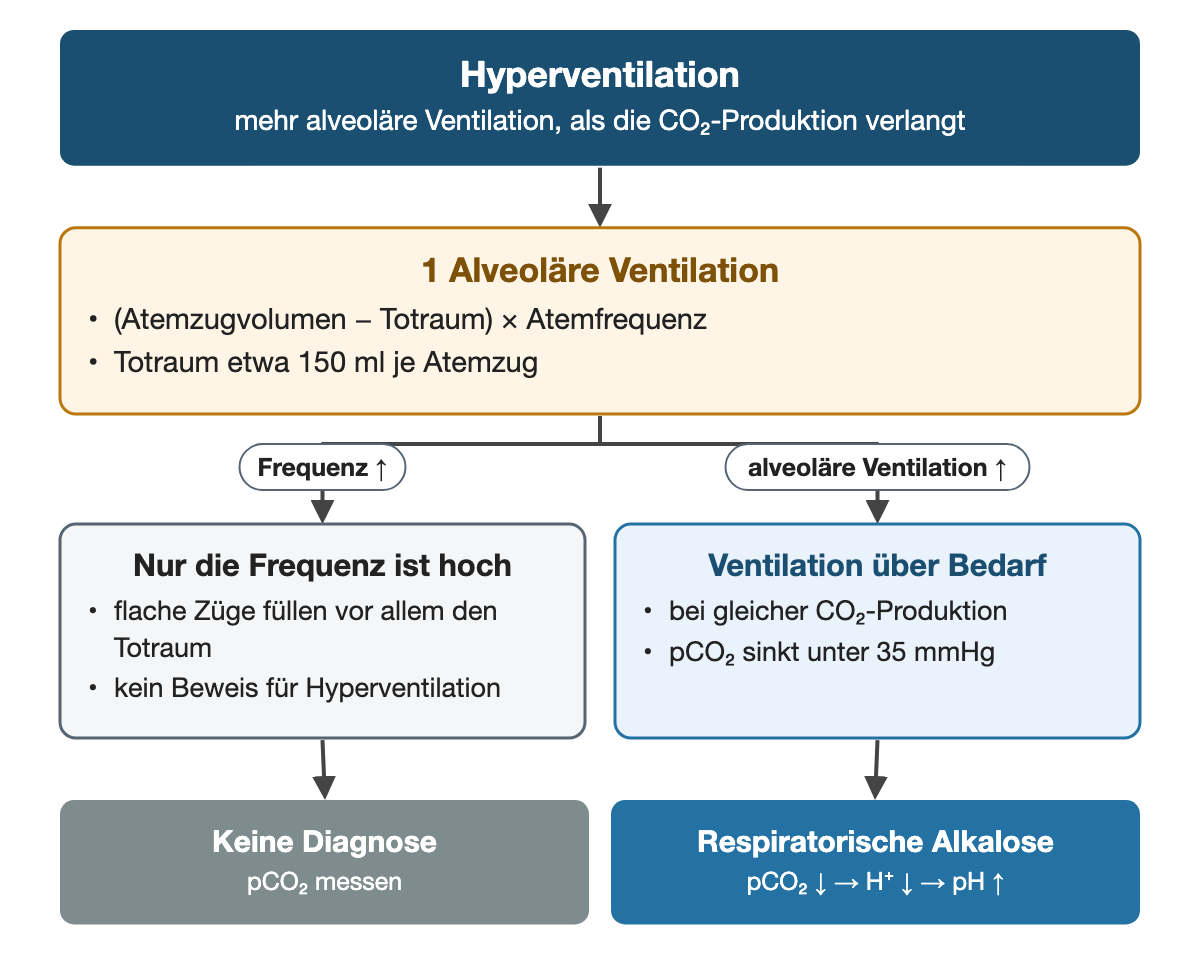 Von oben nach unten. Oben: Hyperventilation (mehr alveoläre Ventilation, als die CO₂-Produktion verlangt). 1 Alveoläre Ventilation: (Atemzugvolumen − Totraum) × Atemfrequenz, Totraum etwa 150 ml je Atemzug. Nebeneinander: Frequenz ↑ → Nur die Frequenz ist hoch: flache Züge füllen vor allem den Totraum, kein Beweis für Hyperventilation | alveoläre Ventilation ↑ → Ventilation über Bedarf: bei gleicher CO₂-Produktion, pCO₂ sinkt unter 35 mmHg. Ergebnis: Keine Diagnose (pCO₂ messen) | Respiratorische Alkalose (pCO₂ ↓ → H⁺ ↓ → pH ↑).