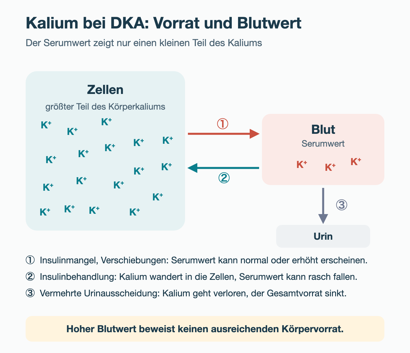 Schema mit zwei Räumen: Die Zellen enthalten den größten Teil des Körperkaliums, das Blut nur einen kleinen Teil. Pfeil 1: Insulinmangel und Verschiebungen können den Serumwert normal oder erhöht erscheinen lassen. Pfeil 2: Insulinbehandlung verschiebt Kalium in die Zellen, der Serumwert kann rasch fallen. Pfeil 3: Vermehrte Urinausscheidung führt zu Kaliumverlust.