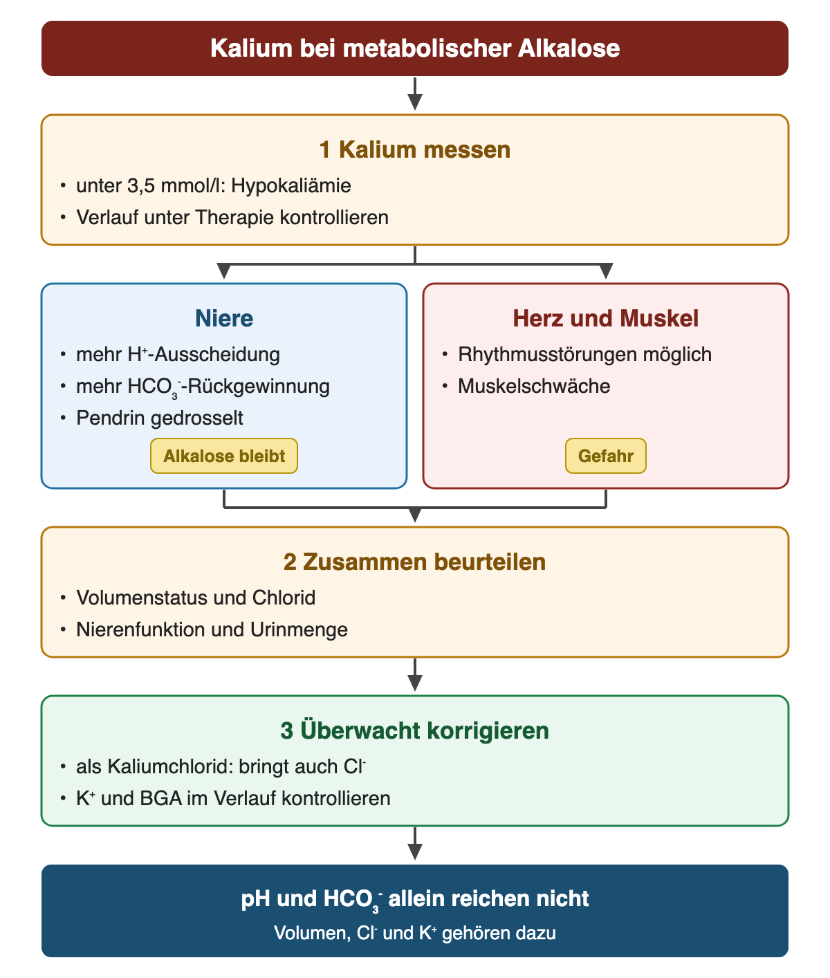 Von oben nach unten: Kalium bei metabolischer Alkalose. 1 Kalium messen: unter 3,5 mmol/l: Hypokaliämie; Verlauf unter Therapie kontrollieren. Niere: mehr H⁺-Ausscheidung; mehr HCO₃⁻-Rückgewinnung; Pendrin gedrosselt (Alkalose bleibt). Herz und Muskel: Rhythmusstörungen möglich; Muskelschwäche (Gefahr). 2 Zusammen beurteilen: Volumenstatus und Chlorid; Nierenfunktion und Urinmenge. 3 Überwacht korrigieren: als Kaliumchlorid: bringt auch Cl⁻; K⁺ und BGA im Verlauf kontrollieren. Ergebnis: pH und HCO₃⁻ allein reichen nicht – Volumen, Cl⁻ und K⁺ gehören dazu.
