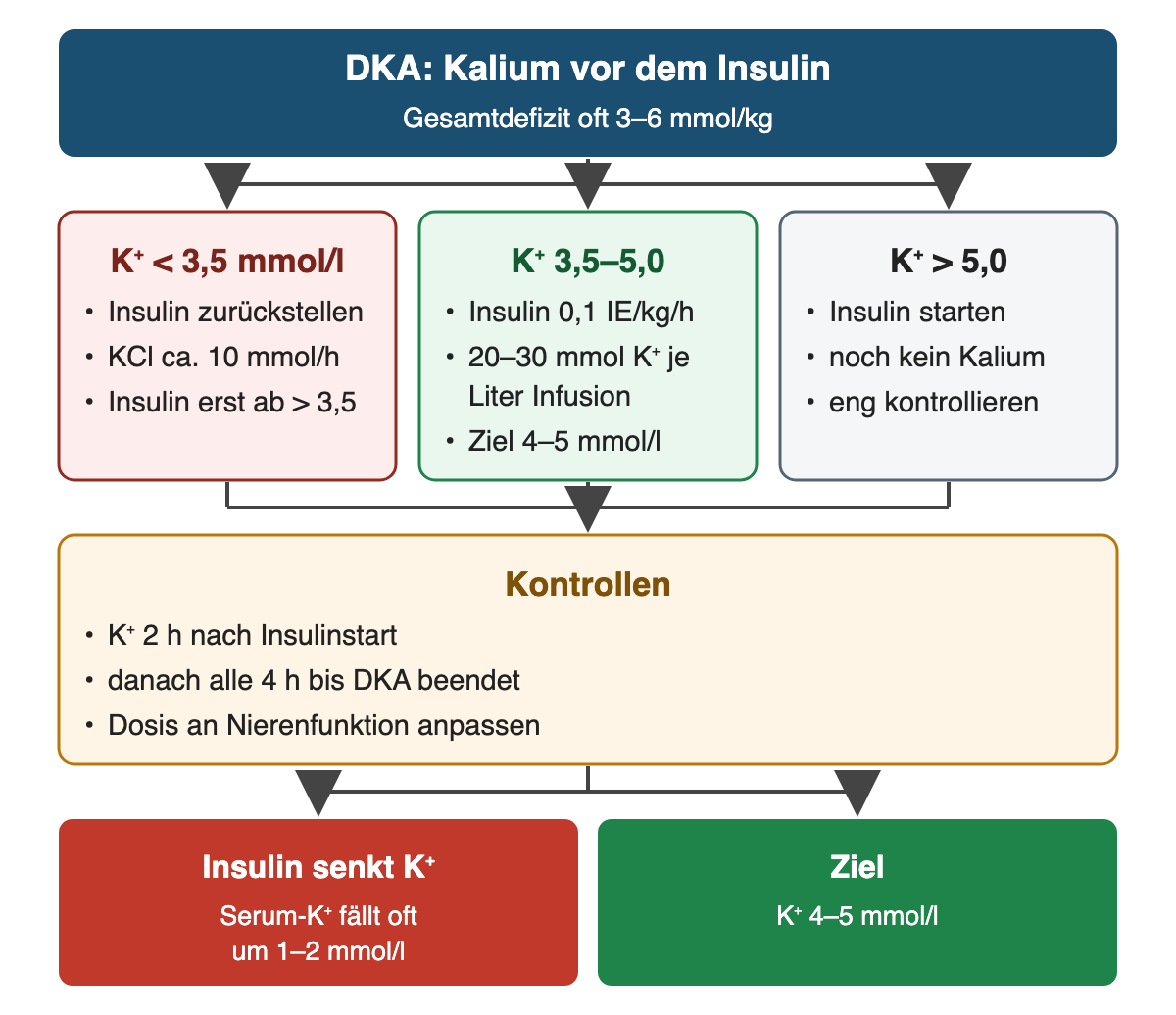 Von oben nach unten: DKA: Kalium vor dem Insulin: Gesamtdefizit oft 3–6 mmol/kg; K⁺ < 3,5 mmol/l: Insulin zurückstellen, KCl ca. 10 mmol/h, Insulin erst ab > 3,5; K⁺ 3,5–5,0: Insulin 0,1 IE/kg/h, 20–30 mmol K⁺ je Liter Infusion, Ziel 4–5 mmol/l; K⁺ > 5,0: Insulin starten, noch kein Kalium, eng kontrollieren; Kontrollen: K⁺ 2 h nach Insulinstart, danach alle 4 h bis DKA beendet, Dosis an Nierenfunktion anpassen; Ergebnis: Insulin senkt K⁺ – Serum-K⁺ fällt oft um 1–2 mmol/l; Ziel – K⁺ 4–5 mmol/l.