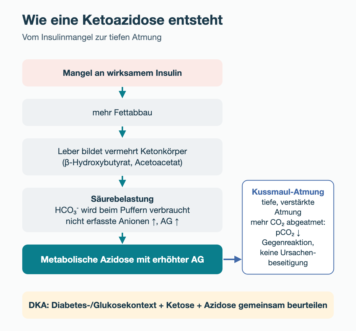 Flussschema: Mangel an wirksamem Insulin, mehr Fettabbau, Leber bildet vermehrt Ketonkörper (β-Hydroxybutyrat, Acetoacetat), Säurebelastung mit HCO₃⁻-Verbrauch und AG-Anstieg, metabolische Azidose mit erhöhter AG. Seitlich: Kussmaul-Atmung mit vermehrter CO₂-Abgabe als Gegenreaktion. Unten: Für die DKA werden Diabetes-/Glukosekontext, Ketose und Azidose gemeinsam beurteilt.