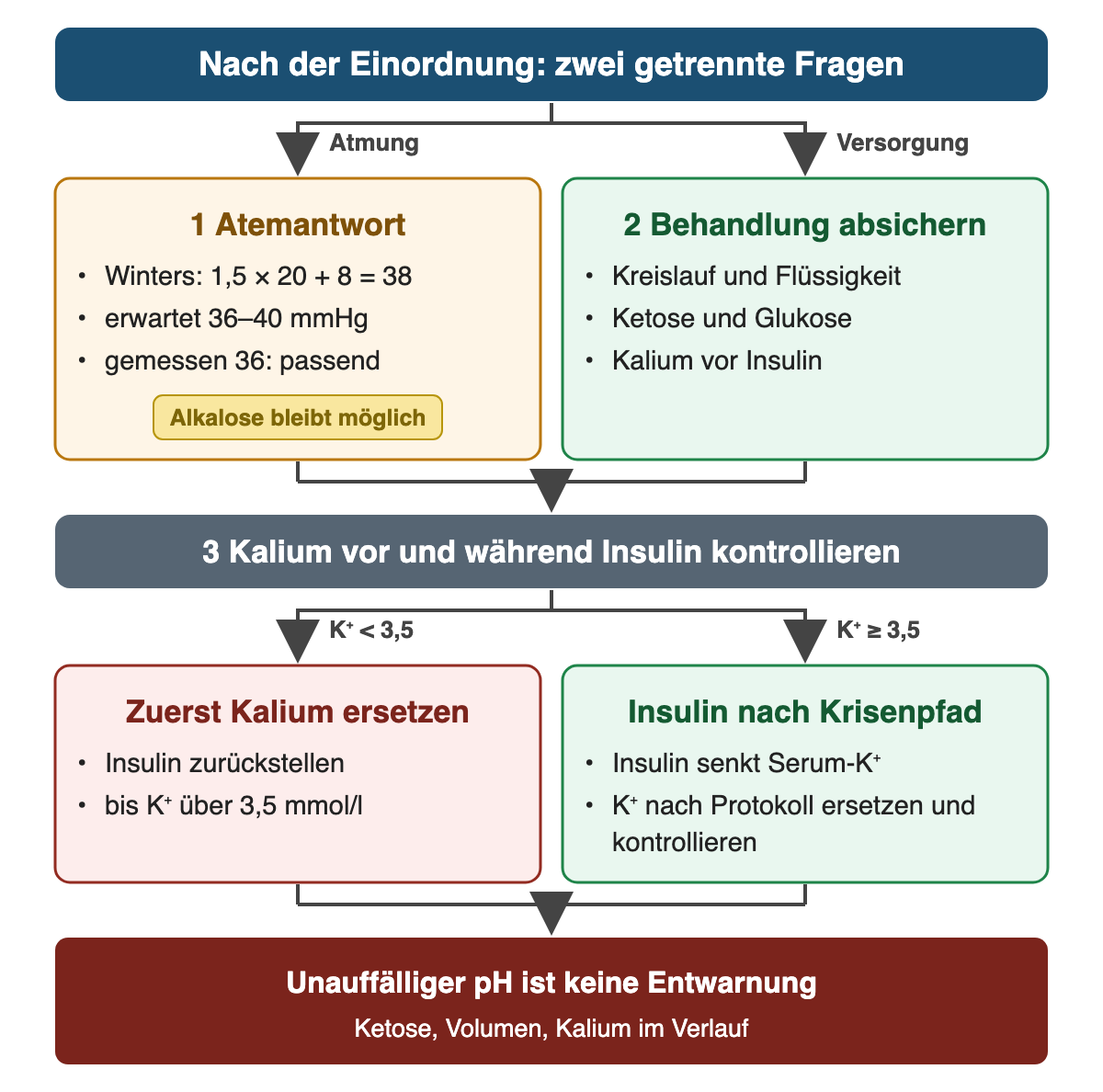 Zwei getrennte Fragen: 1 Atemantwort: Winters 1,5 × 20 + 8 = 38, erwartet 36–40 mmHg, gemessen 36 passend; Etikett Alkalose bleibt möglich. 2 Behandlung absichern: Kreislauf und Flüssigkeit, Ketose und Glukose, Kalium vor Insulin. 3 Kalium vor und während Insulin kontrollieren, zwei Zweige: K⁺ unter 3,5 – zuerst Kalium ersetzen, Insulin zurückstellen bis K⁺ über 3,5 mmol/l; K⁺ ab 3,5 – Insulin nach Krisenpfad, Kalium nach Protokoll ersetzen und kontrollieren. Ergebnis: Unauffälliger pH ist keine Entwarnung.