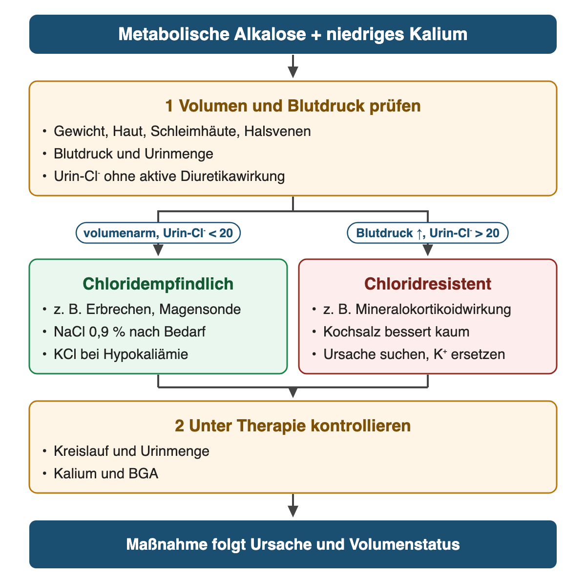 Von oben nach unten: Metabolische Alkalose + niedriges Kalium. 1 Volumen und Blutdruck prüfen: Gewicht, Haut, Schleimhäute, Halsvenen; Blutdruck und Urinmenge; Urin-Cl⁻ ohne aktive Diuretikawirkung. Wenn volumenarm, Urin-Cl⁻ < 20: Chloridempfindlich: z. B. Erbrechen, Magensonde; NaCl 0,9 % nach Bedarf; KCl bei Hypokaliämie. Wenn Blutdruck ↑, Urin-Cl⁻ > 20: Chloridresistent: z. B. Mineralokortikoidwirkung; Kochsalz bessert kaum; Ursache suchen, K⁺ ersetzen. 2 Unter Therapie kontrollieren: Kreislauf und Urinmenge; Kalium und BGA. Ergebnis: Maßnahme folgt Ursache und Volumenstatus.