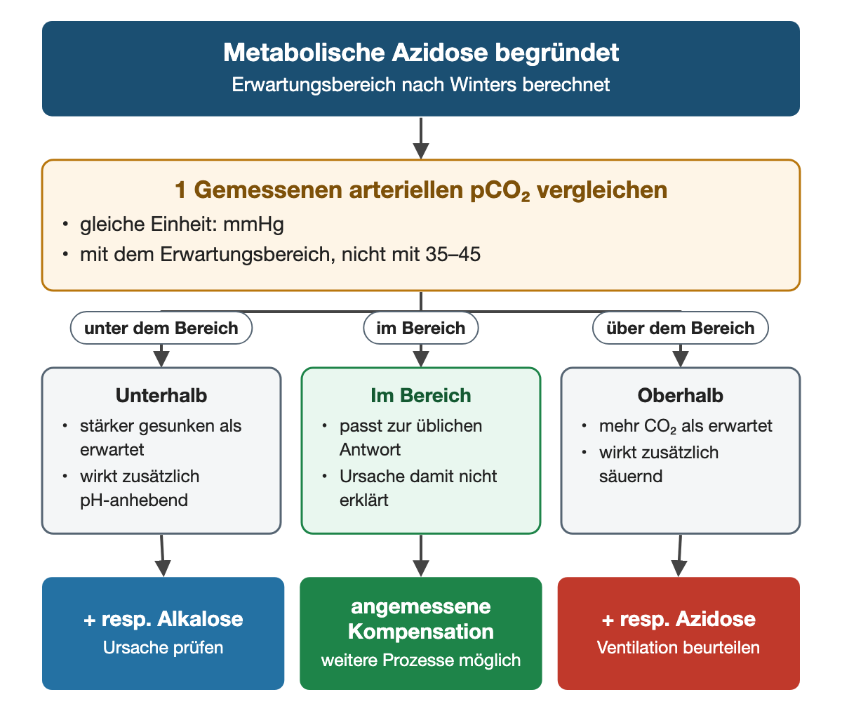 Von oben nach unten. Oben: Metabolische Azidose begründet (Erwartungsbereich nach Winters berechnet). 1 Gemessenen arteriellen pCO₂ vergleichen: gleiche Einheit: mmHg, mit dem Erwartungsbereich, nicht mit 35–45. Nebeneinander: unter dem Bereich → Unterhalb: stärker gesunken als erwartet, wirkt zusätzlich pH-anhebend | im Bereich → Im Bereich: passt zur üblichen Antwort, Ursache damit nicht erklärt | über dem Bereich → Oberhalb: mehr CO₂ als erwartet, wirkt zusätzlich säuernd. Ergebnis: + resp. Alkalose (Ursache prüfen) | angemessene Kompensation (weitere Prozesse möglich) | + resp. Azidose (Ventilation beurteilen).