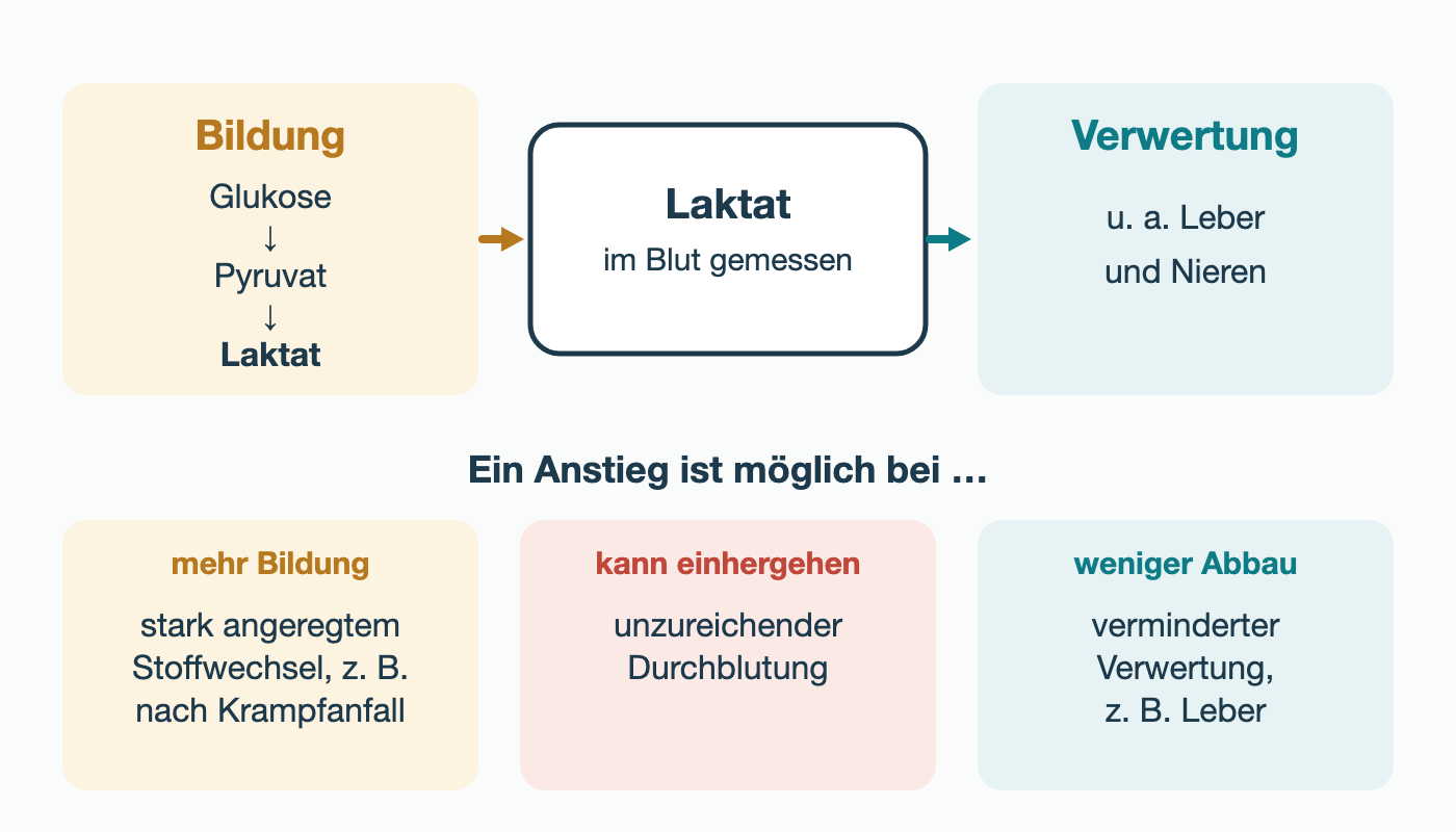 Oben: Bildung aus Glukose über Pyruvat zu Laktat, Laktat im Blut gemessen, Verwertung unter anderem in Leber und Nieren. Darunter drei mögliche Gründe für einen Anstieg: mehr Bildung bei stark angeregtem Stoffwechsel, zum Beispiel nach Krampfanfall; unzureichende Durchblutung; weniger Abbau bei verminderter Verwertung, zum Beispiel durch die Leber.