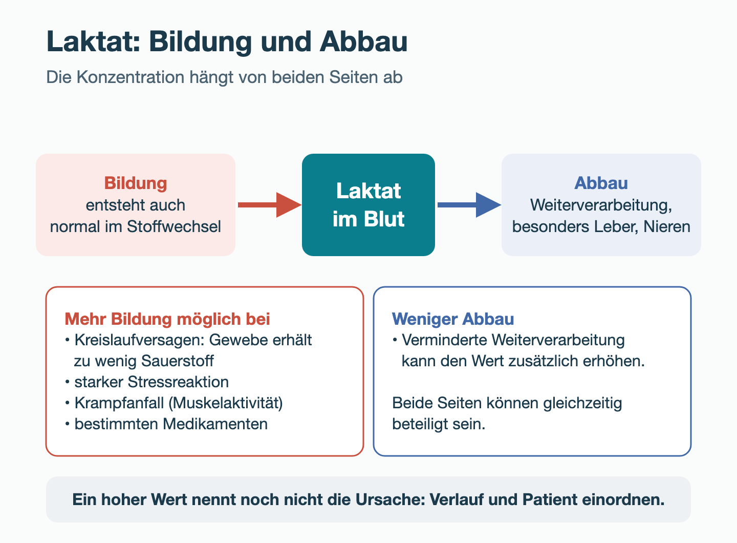Schema: Laktat im Blut entsteht durch Bildung und wird besonders in Leber und Nieren weiterverarbeitet. Mehr Bildung ist möglich bei Kreislaufversagen mit Sauerstoffmangel im Gewebe, starker Stressreaktion, Krampfanfall und bestimmten Medikamenten; verminderter Abbau kann den Wert zusätzlich erhöhen.