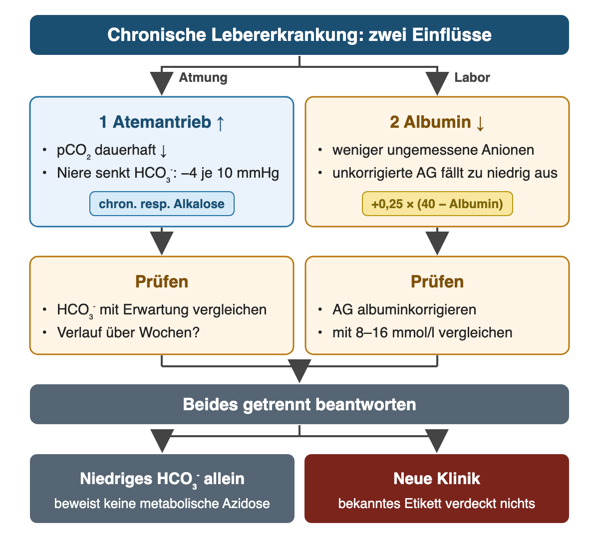 Chronische Lebererkrankung mit zwei Zweigen: 1 Atmung – Atemantrieb erhöht, pCO₂ dauerhaft niedrig, Niere senkt HCO₃⁻ um etwa 4 je 10 mmHg, Etikett chronische respiratorische Alkalose; darunter prüfen: HCO₃⁻ mit Erwartung vergleichen, Verlauf über Wochen. 2 Labor – Albumin vermindert, weniger ungemessene Anionen, unkorrigierte AG fällt zu niedrig aus, Etikett +0,25 × (40 − Albumin); darunter prüfen: AG albuminkorrigieren und mit 8–16 mmol/l vergleichen. Ergebnis: Niedriges HCO₃⁻ allein beweist keine metabolische Azidose; neue Klinik verlangt neue Prüfung.