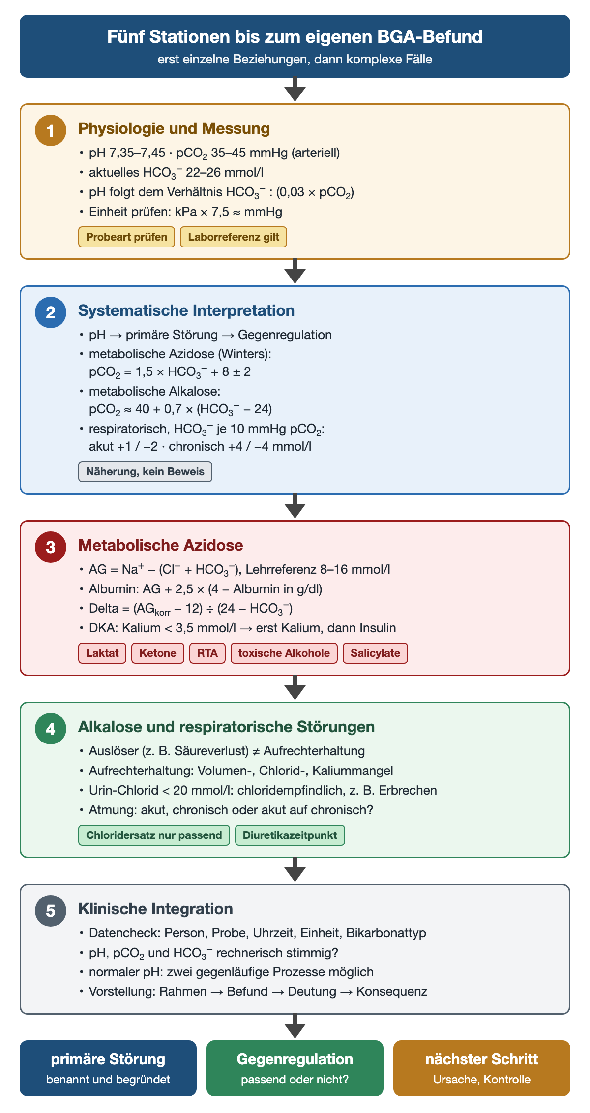 Fünf nummerierte Stationen von oben nach unten, durch Pfeile verbunden. 1 Physiologie und Messung: pH 7,35–7,45, pCO₂ 35–45 mmHg, aktuelles HCO₃⁻ 22–26 mmol/l, pH aus dem Verhältnis HCO₃⁻ zu 0,03 × pCO₂, kPa × 7,5 ≈ mmHg. 2 Systematische Interpretation: Winters pCO₂ = 1,5 × HCO₃⁻ + 8 ± 2; metabolische Alkalose pCO₂ ≈ 40 + 0,7 × (HCO₃⁻ − 24); respiratorisch je 10 mmHg akut +1/−2, chronisch +4/−4 mmol/l HCO₃⁻. 3 Metabolische Azidose: AG = Na⁺ − (Cl⁻ + HCO₃⁻), 8–16 mmol/l; Albuminkorrektur AG + 2,5 × (4 − Albumin g/dl); Delta = (AGkorr − 12) ÷ (24 − HCO₃⁻); DKA mit Kalium unter 3,5 mmol/l zuerst Kalium. 4 Alkalose und respiratorische Störungen: Auslöser und Aufrechterhaltung, Urin-Chlorid unter 20 mmol/l, akut oder chronisch. 5 Klinische Integration: Datencheck, rechnerische Stimmigkeit, normaler pH mit zwei Prozessen, Vorstellung. Ergebniszeile: primäre Störung, Gegenregulation, nächster Schritt.