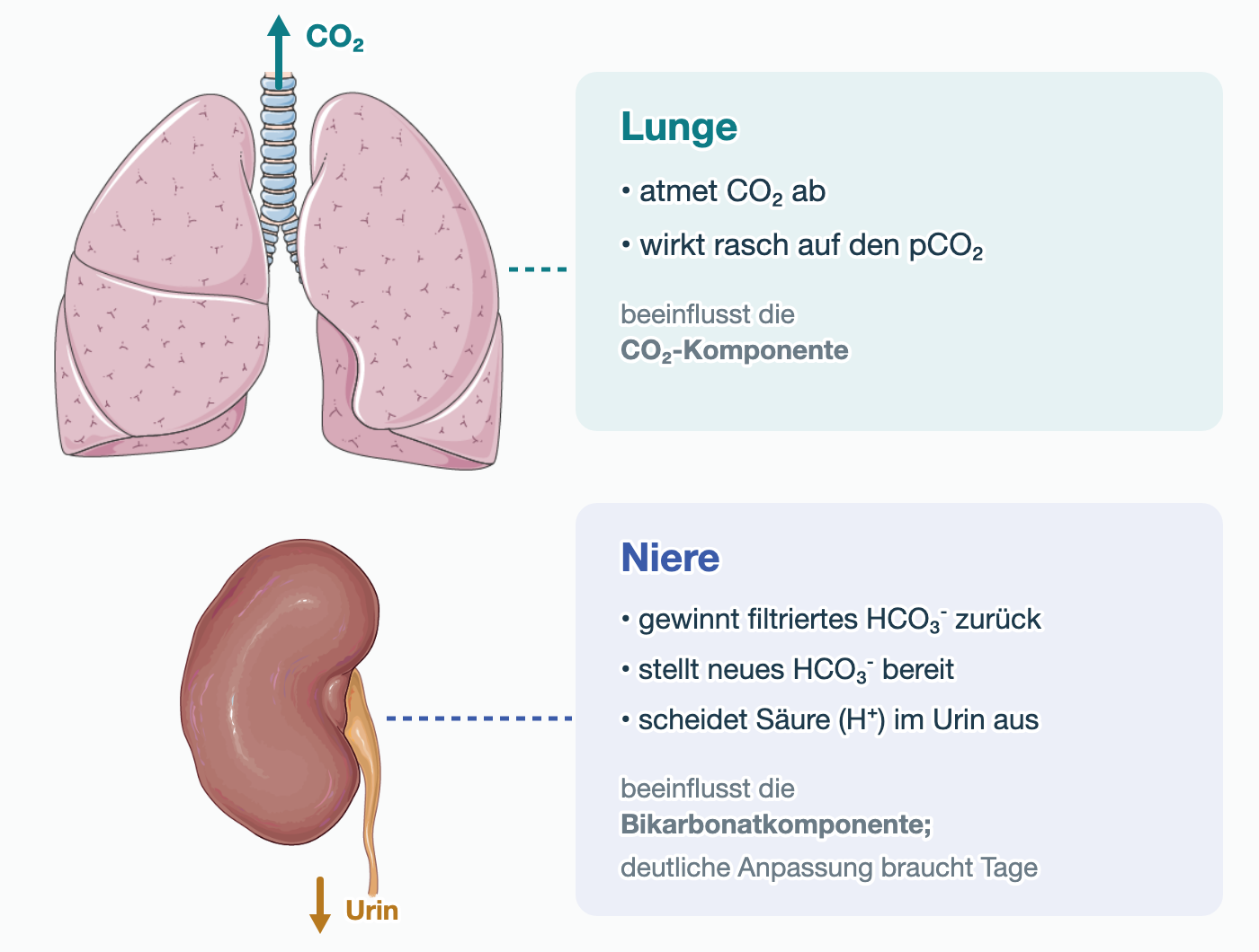 Links eine Lunge mit Pfeil für abgeatmetes CO₂ und darunter eine Niere mit Pfeil für Urin. Rechts: Die Lunge atmet CO₂ ab und wirkt rasch auf den pCO₂. Die Niere gewinnt filtriertes HCO₃⁻ zurück, stellt neues HCO₃⁻ bereit und scheidet Säure im Urin aus; ihre deutliche Anpassung braucht Tage.