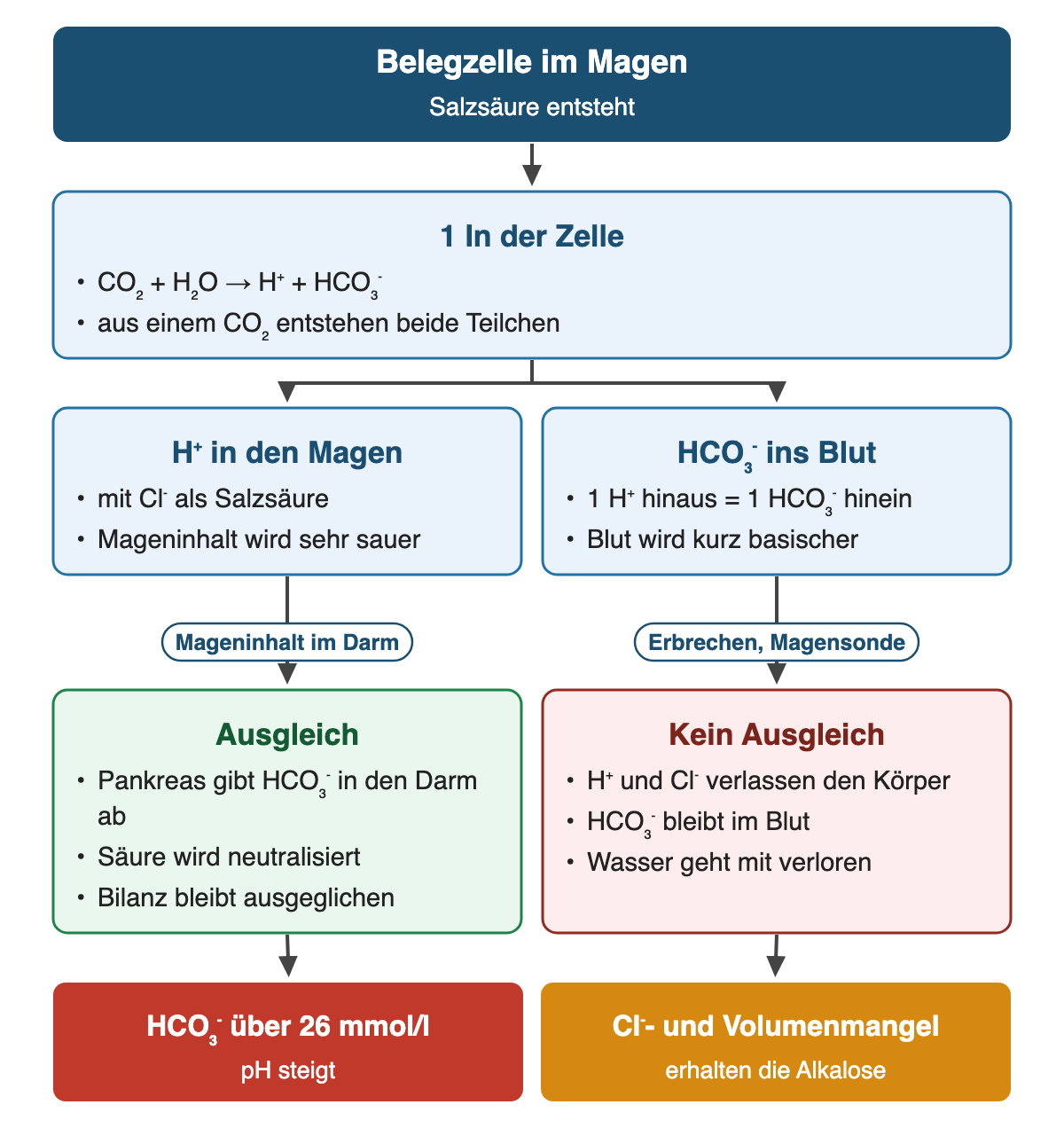 Von oben nach unten: Belegzelle im Magen (Salzsäure entsteht). 1 In der Zelle: CO₂ + H₂O → H⁺ + HCO₃⁻; aus einem CO₂ entstehen beide Teilchen. H⁺ in den Magen: mit Cl⁻ als Salzsäure; Mageninhalt wird sehr sauer. HCO₃⁻ ins Blut: 1 H⁺ hinaus = 1 HCO₃⁻ hinein; Blut wird kurz basischer. Wenn Mageninhalt im Darm: Ausgleich: Pankreas gibt HCO₃⁻ in den Darm ab; Säure wird neutralisiert; Bilanz bleibt ausgeglichen. Wenn Erbrechen, Magensonde: Kein Ausgleich: H⁺ und Cl⁻ verlassen den Körper; HCO₃⁻ bleibt im Blut; Wasser geht mit verloren. Ergebnis: HCO₃⁻ über 26 mmol/l – pH steigt | Cl⁻- und Volumenmangel – erhalten die Alkalose.