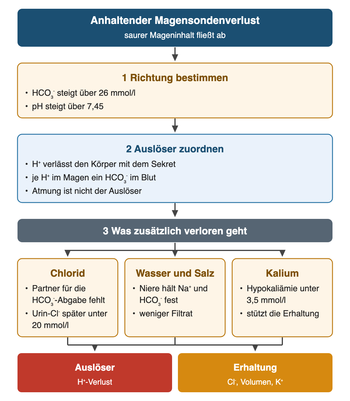 Von oben nach unten: Anhaltender Magensondenverlust (saurer Mageninhalt fließt ab). 1 Richtung bestimmen: HCO₃⁻ steigt über 26 mmol/l; pH steigt über 7,45. 2 Auslöser zuordnen: H⁺ verlässt den Körper mit dem Sekret; je H⁺ im Magen ein HCO₃⁻ im Blut; Atmung ist nicht der Auslöser. 3 Was zusätzlich verloren geht. Chlorid: Partner für die HCO₃⁻-Abgabe fehlt; Urin-Cl⁻ später unter 20 mmol/l. Wasser und Salz: Niere hält Na⁺ und HCO₃⁻ fest; weniger Filtrat. Kalium: Hypokaliämie unter 3,5 mmol/l; stützt die Erhaltung. Ergebnis: Auslöser – H⁺-Verlust | Erhaltung – Cl⁻, Volumen, K⁺.