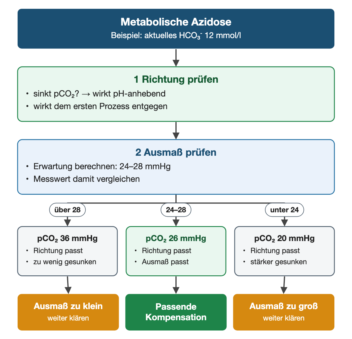 Von oben nach unten. Oben: Metabolische Azidose (Beispiel: aktuelles HCO₃⁻ 12 mmol/l). 1 Richtung prüfen: sinkt pCO₂? → wirkt pH-anhebend, wirkt dem ersten Prozess entgegen. 2 Ausmaß prüfen: Erwartung berechnen: 24–28 mmHg, Messwert damit vergleichen. Nebeneinander: über 28 → pCO₂ 36 mmHg: Richtung passt, zu wenig gesunken | 24–28 → pCO₂ 26 mmHg: Richtung passt, Ausmaß passt | unter 24 → pCO₂ 20 mmHg: Richtung passt, stärker gesunken. Ergebnis: Ausmaß zu klein (weiter klären) | Passende Kompensation | Ausmaß zu groß (weiter klären).