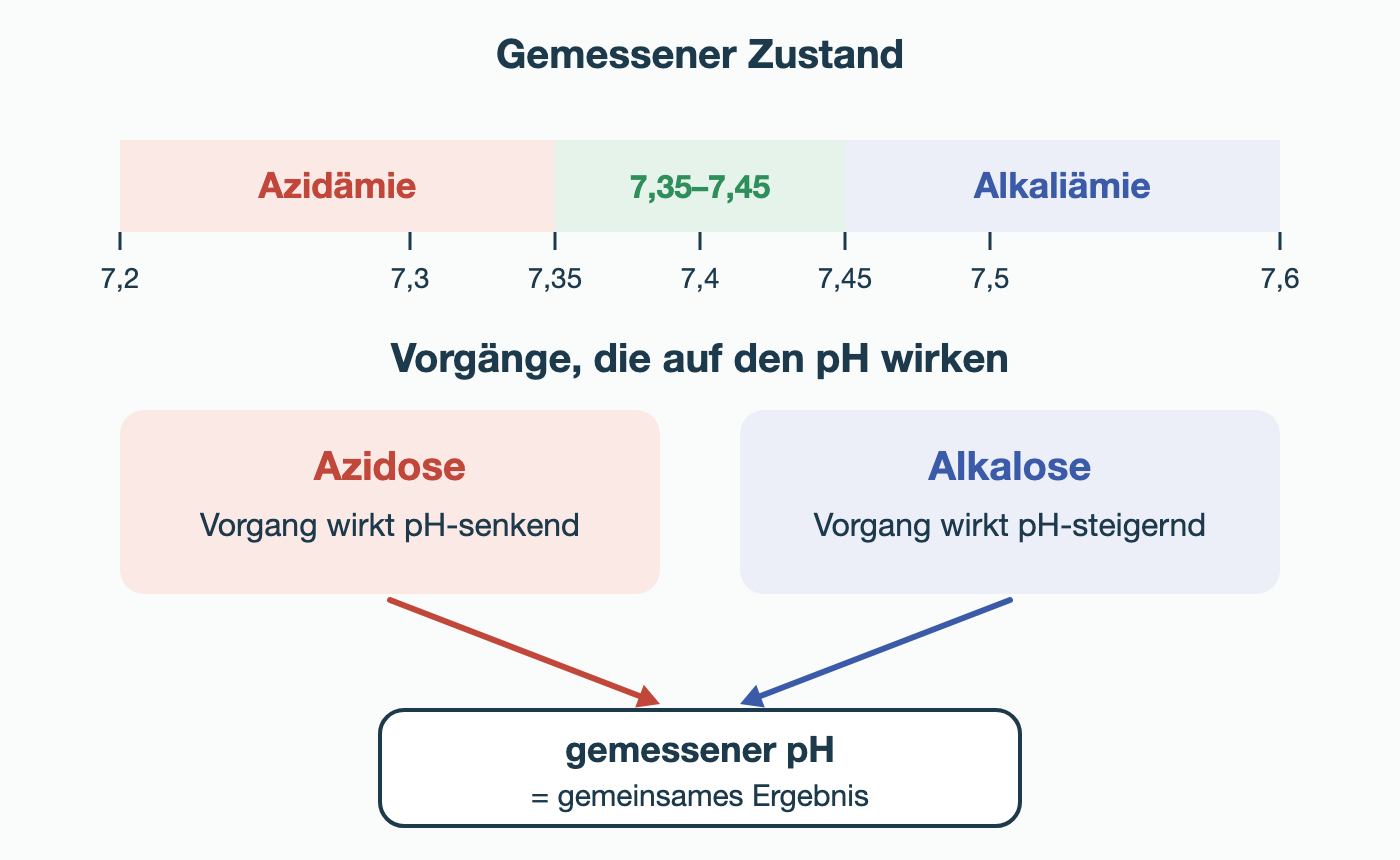 Oben eine pH-Achse von 7,20 bis 7,60 mit den Zonen Azidämie, Referenzbereich 7,35–7,45 und Alkaliämie. Unten wirken Azidose als pH-senkender und Alkalose als pH-steigernder Vorgang gemeinsam auf den gemessenen pH.
