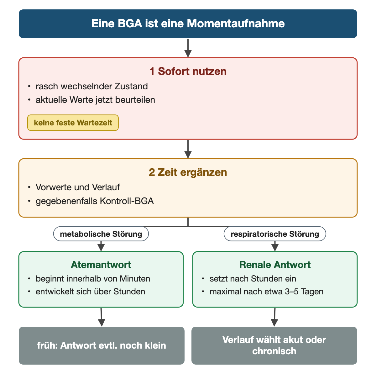 Von oben nach unten. Oben: Eine BGA ist eine Momentaufnahme. 1 Sofort nutzen: rasch wechselnder Zustand, aktuelle Werte jetzt beurteilen (keine feste Wartezeit). 2 Zeit ergänzen: Vorwerte und Verlauf, gegebenenfalls Kontroll-BGA. Nebeneinander: metabolische Störung → Atemantwort: beginnt innerhalb von Minuten, entwickelt sich über Stunden | respiratorische Störung → Renale Antwort: setzt nach Stunden ein, maximal nach etwa 3–5 Tagen. Ergebnis: früh: Antwort evtl. noch klein | Verlauf wählt akut oder chronisch.