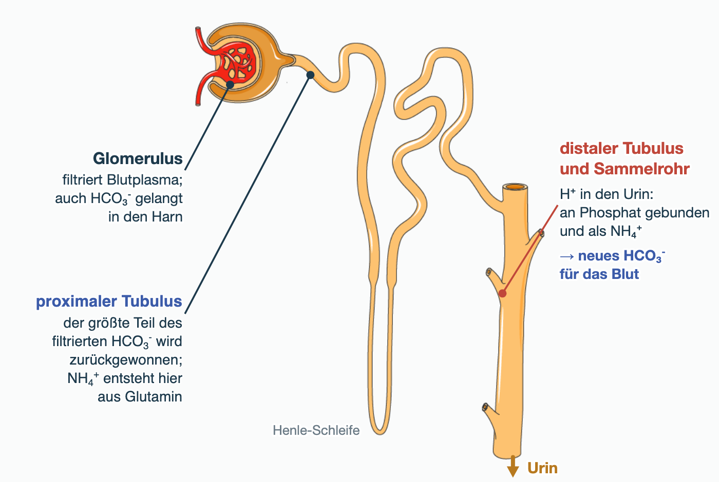 Nephron mit Glomerulus, proximalem Tubulus, Henle-Schleife, distalem Tubulus und Sammelrohr. Beschriftung: Im Glomerulus gelangt auch HCO₃⁻ in den Harn; im proximalen Tubulus wird der größte Teil des filtrierten HCO₃⁻ zurückgewonnen, und dort entsteht NH₄⁺ aus Glutamin; distaler Tubulus und Sammelrohr geben H⁺ an den Urin ab, an Phosphat gebunden und als NH₄⁺, wodurch neues HCO₃⁻ für das Blut entsteht.