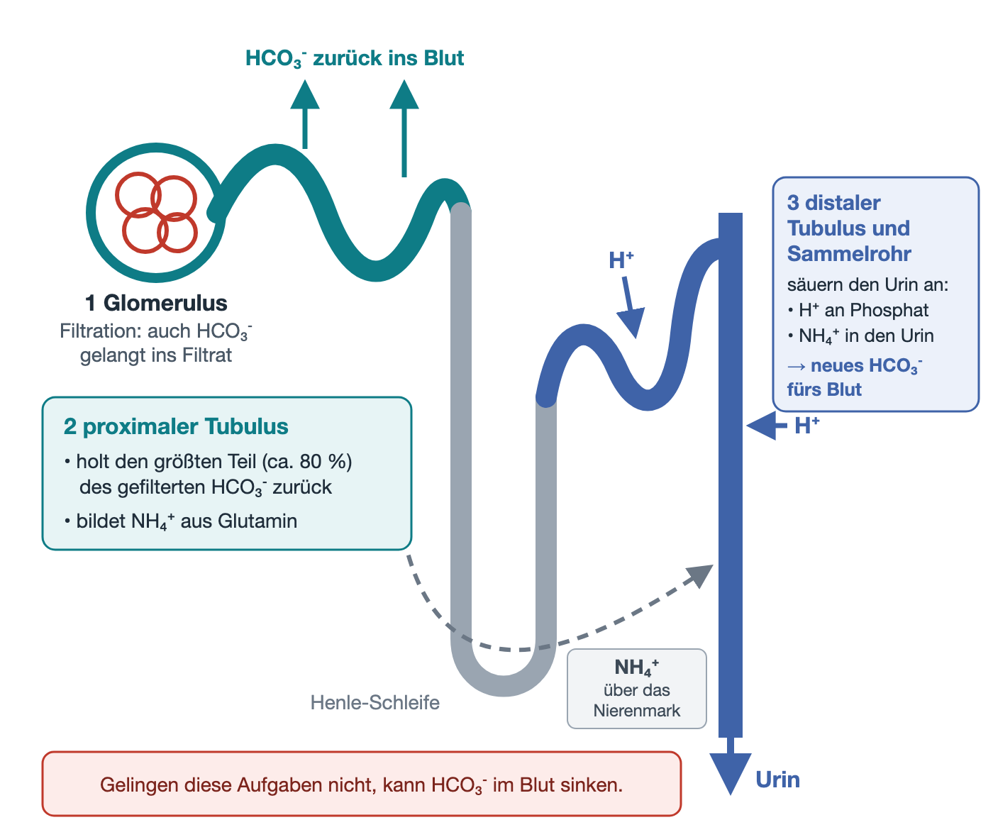 Vereinfachtes Nephron in drei Schritten: 1 Filtration im Glomerulus, auch HCO₃⁻ gelangt ins Filtrat. 2 Der proximale Tubulus (türkis, links) holt den größten Teil des gefilterten HCO₃⁻ ins Blut zurück und bildet NH₄⁺ aus Glutamin. 3 Distaler Tubulus und Sammelrohr (blau, rechts) säuern den Urin an: H⁺ wird abgegeben und an Phosphat gebunden, NH₄⁺ gelangt über das Nierenmark ins Sammelrohr und in den Urin; dabei entsteht neues HCO₃⁻ für das Blut. Gelingen diese Aufgaben nicht, kann HCO₃⁻ im Blut sinken.