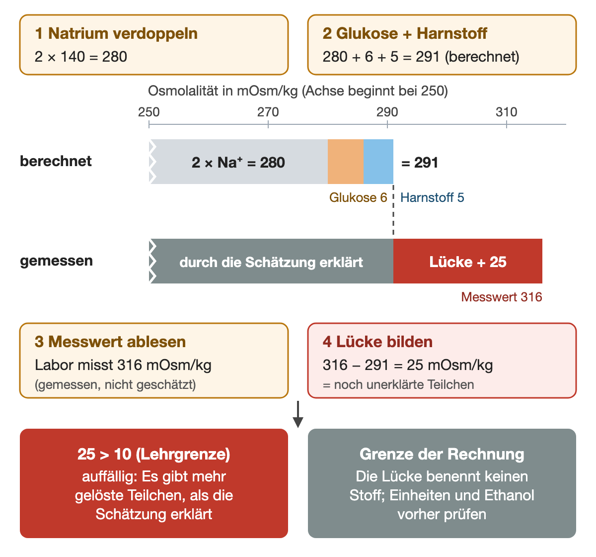 Rechenweg in vier Schritten: 1 Natrium verdoppeln, 2 × 140 = 280. 2 Glukose und Harnstoff addieren, 280 + 6 + 5 = 291 berechnet. Darunter zwei Balken auf einer Achse ab 250 mOsm/kg: berechnet 291 aus 2 × Na⁺, Glukose und Harnstoff; gemessen 316, davon 291 durch die Schätzung erklärt und ein roter Abschnitt Lücke + 25. 3 Messwert ablesen, 316 mOsm/kg. 4 Lücke bilden, 316 − 291 = 25 mOsm/kg, noch unerklärte Teilchen. Ergebnis: 25 liegt über der Lehrgrenze 10 und ist auffällig; die Lücke benennt keinen Stoff, Einheiten und Ethanol werden vorher geprüft.