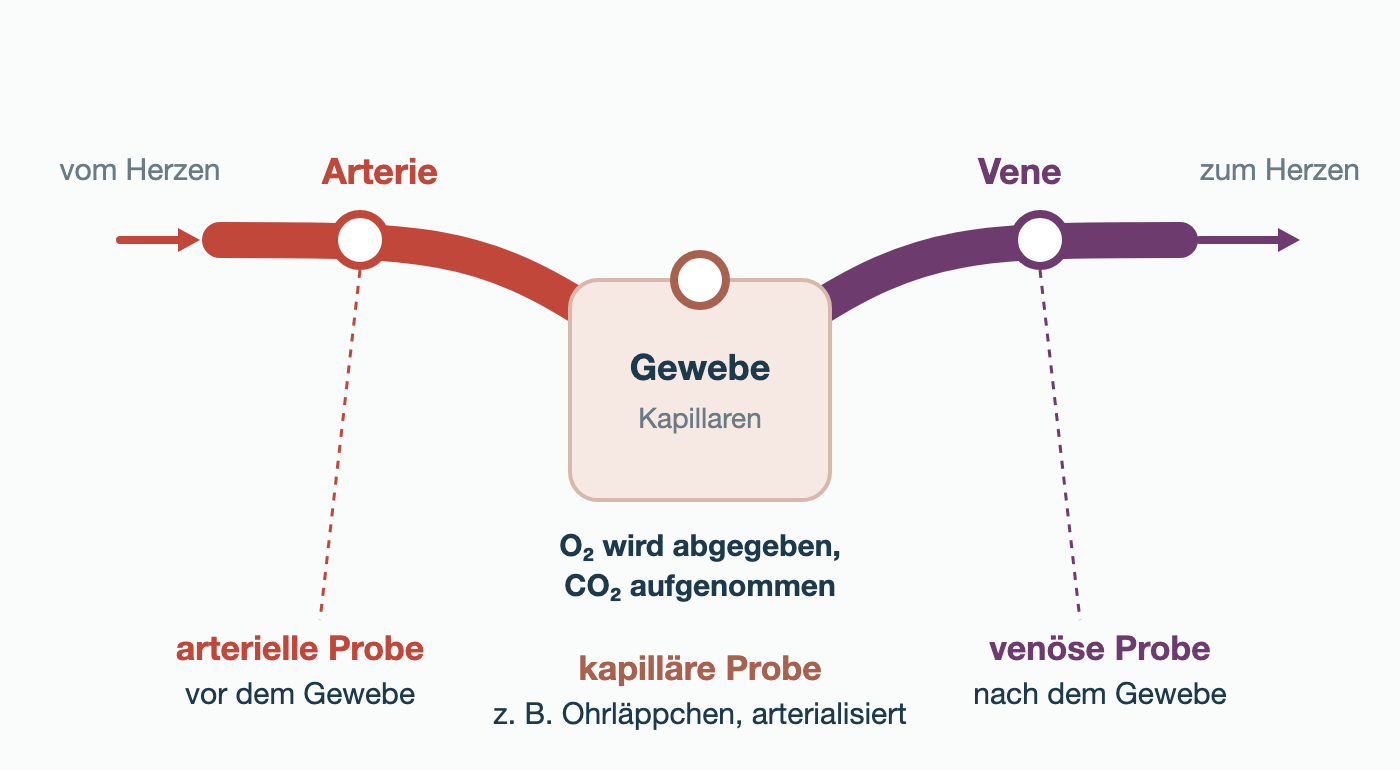 Schema des Blutwegs: vom Herzen durch eine Arterie zum Gewebe mit Kapillaren, wo O₂ abgegeben und CO₂ aufgenommen wird, und durch eine Vene zurück zum Herzen. Markiert sind die Entnahmeorte: arterielle Probe vor dem Gewebe, kapilläre Probe zum Beispiel am arterialisierten Ohrläppchen, venöse Probe nach dem Gewebe.