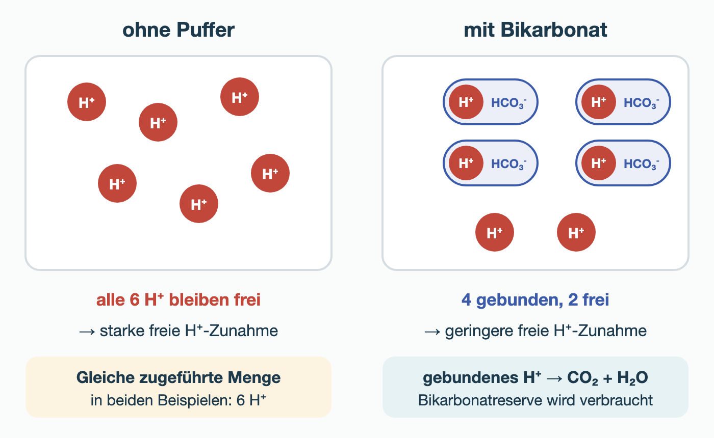 Zwei Felder mit jeweils sechs zugeführten H⁺: Ohne Puffer bleiben alle sechs frei. Mit Bikarbonat sind vier H⁺ an HCO₃⁻ gebunden und zwei frei. Darunter: Gebundenes H⁺ wird zu CO₂ und Wasser, die Bikarbonatreserve wird verbraucht.
