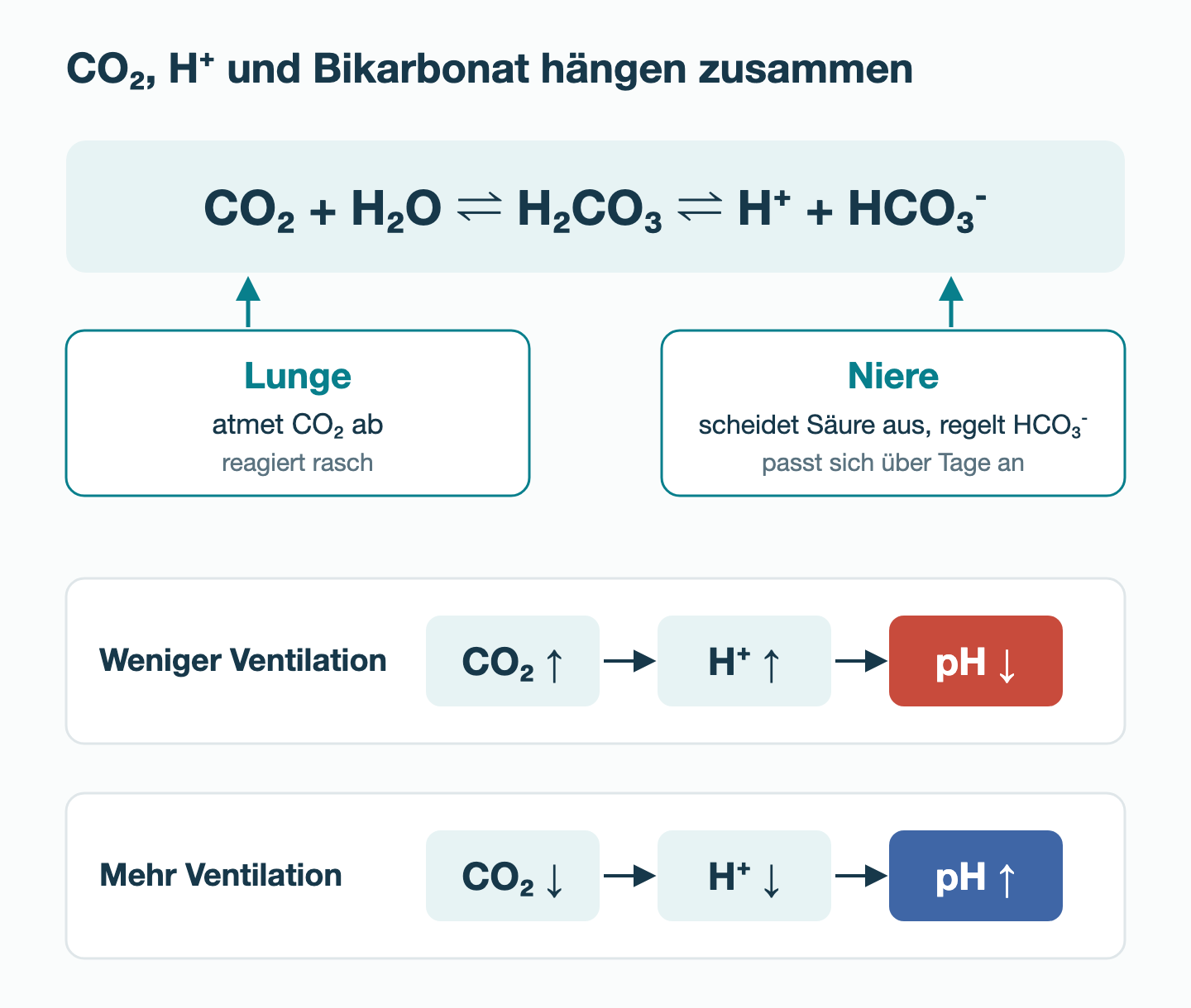 Gleichung CO₂ plus H₂O im Gleichgewicht mit H₂CO₃ und H⁺ plus HCO₃⁻; darunter Lunge und Niere; zwei Ketten: weniger Ventilation führt über mehr CO₂ und H⁺ zu sinkendem pH, mehr Ventilation über weniger CO₂ und H⁺ zu steigendem pH.