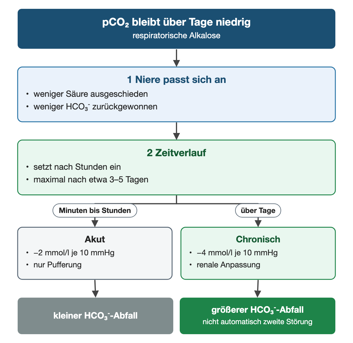 Von oben nach unten. Oben: pCO₂ bleibt über Tage niedrig (respiratorische Alkalose). 1 Niere passt sich an: weniger Säure ausgeschieden, weniger HCO₃⁻ zurückgewonnen. 2 Zeitverlauf: setzt nach Stunden ein, maximal nach etwa 3–5 Tagen. Nebeneinander: Minuten bis Stunden → Akut: −2 mmol/l je 10 mmHg, nur Pufferung | über Tage → Chronisch: −4 mmol/l je 10 mmHg, renale Anpassung. Ergebnis: kleiner HCO₃⁻-Abfall | größerer HCO₃⁻-Abfall (nicht automatisch zweite Störung).