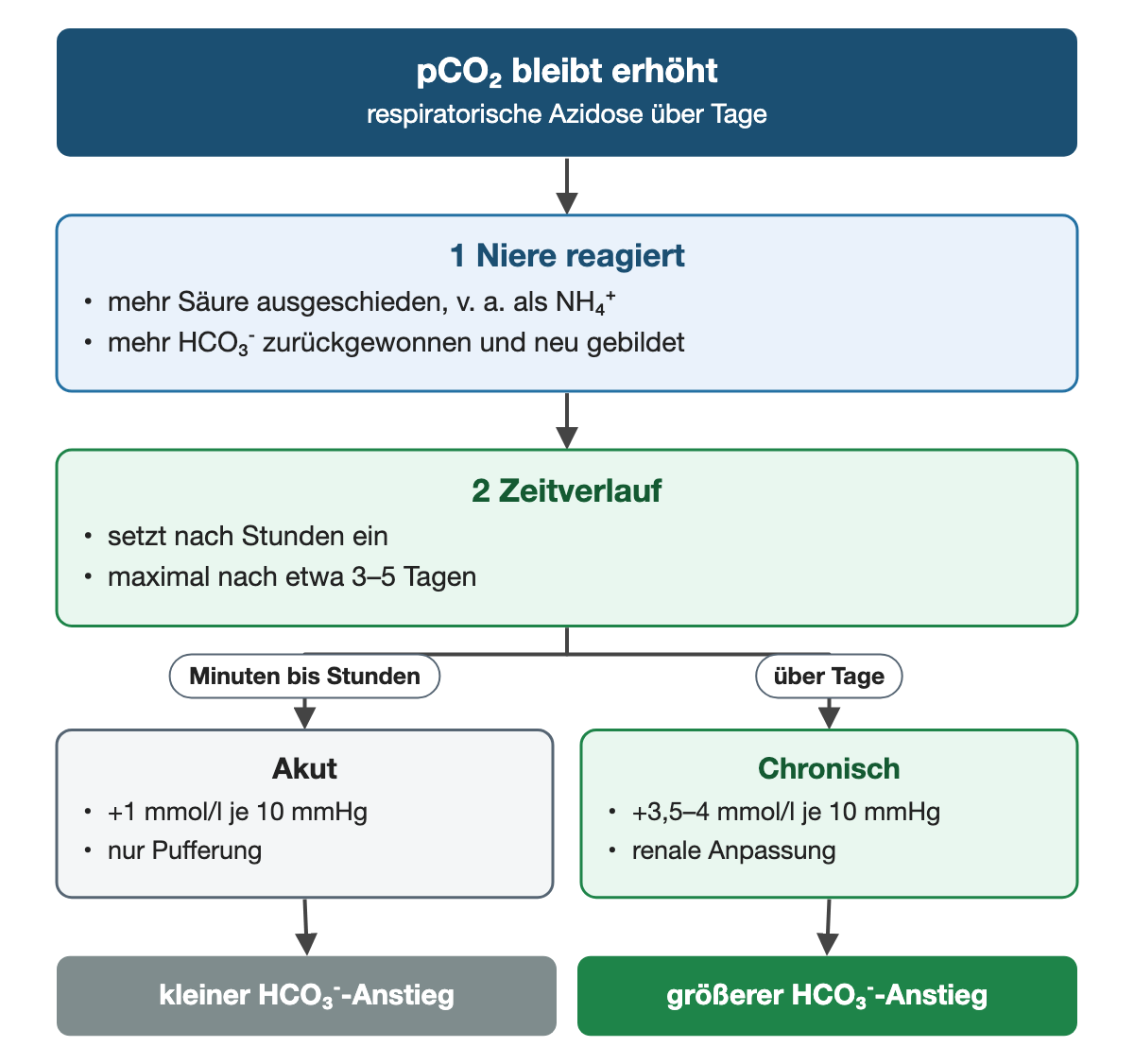 Von oben nach unten. Oben: pCO₂ bleibt erhöht (respiratorische Azidose über Tage). 1 Niere reagiert: mehr Säure ausgeschieden, v. a. als NH₄⁺, mehr HCO₃⁻ zurückgewonnen und neu gebildet. 2 Zeitverlauf: setzt nach Stunden ein, maximal nach etwa 3–5 Tagen. Nebeneinander: Minuten bis Stunden → Akut: +1 mmol/l je 10 mmHg, nur Pufferung | über Tage → Chronisch: +3,5–4 mmol/l je 10 mmHg, renale Anpassung. Ergebnis: kleiner HCO₃⁻-Anstieg | größerer HCO₃⁻-Anstieg.
