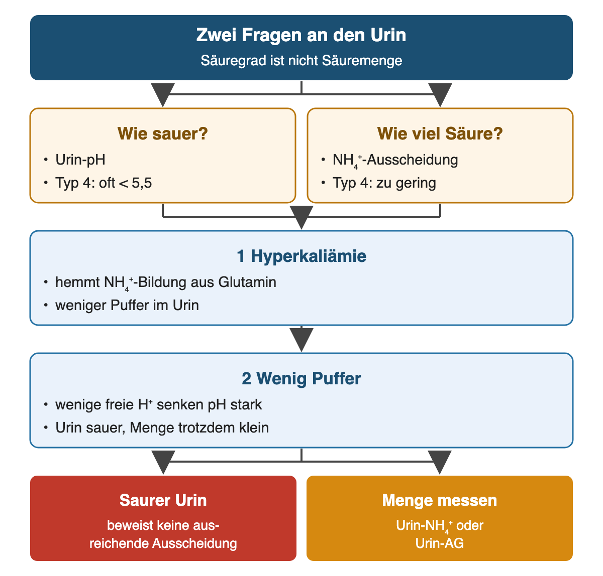 Von oben nach unten: Zwei Fragen an den Urin: Säuregrad ist nicht Säuremenge; Wie sauer?: Urin-pH, Typ 4: oft < 5,5; Wie viel Säure?: NH₄⁺-Ausscheidung, Typ 4: zu gering; Hyperkaliämie: hemmt NH₄⁺-Bildung aus Glutamin, weniger Puffer im Urin; Wenig Puffer: wenige freie H⁺ senken pH stark, Urin sauer, Menge trotzdem klein; Ergebnis: Saurer Urin – beweist keine ausreichende Ausscheidung; Menge messen – Urin-NH₄⁺ oder Urin-AG.