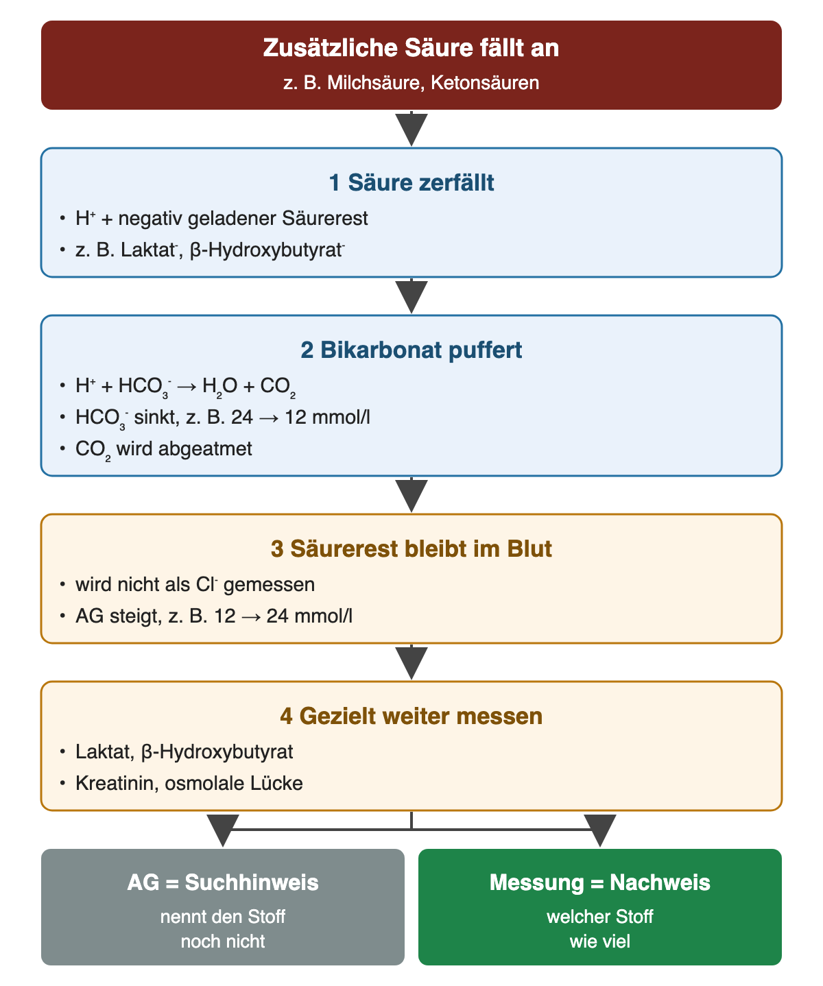 Von oben nach unten: Zusätzliche Säure fällt an: z. B. Milchsäure, Ketonsäuren; 1 Säure zerfällt: H⁺ + negativ geladener Säurerest, z. B. Laktat⁻, β-Hydroxybutyrat⁻; 2 Bikarbonat puffert: H⁺ + HCO₃⁻ → H₂O + CO₂, HCO₃⁻ sinkt, z. B. 24 → 12 mmol/l, CO₂ wird abgeatmet; 3 Säurerest bleibt im Blut: wird nicht als Cl⁻ gemessen, AG steigt, z. B. 12 → 24 mmol/l; 4 Gezielt weiter messen: Laktat, β-Hydroxybutyrat, Kreatinin, osmolale Lücke; Ergebnis: AG = Suchhinweis – nennt den Stoff noch nicht; Messung = Nachweis – welcher Stoff wie viel.