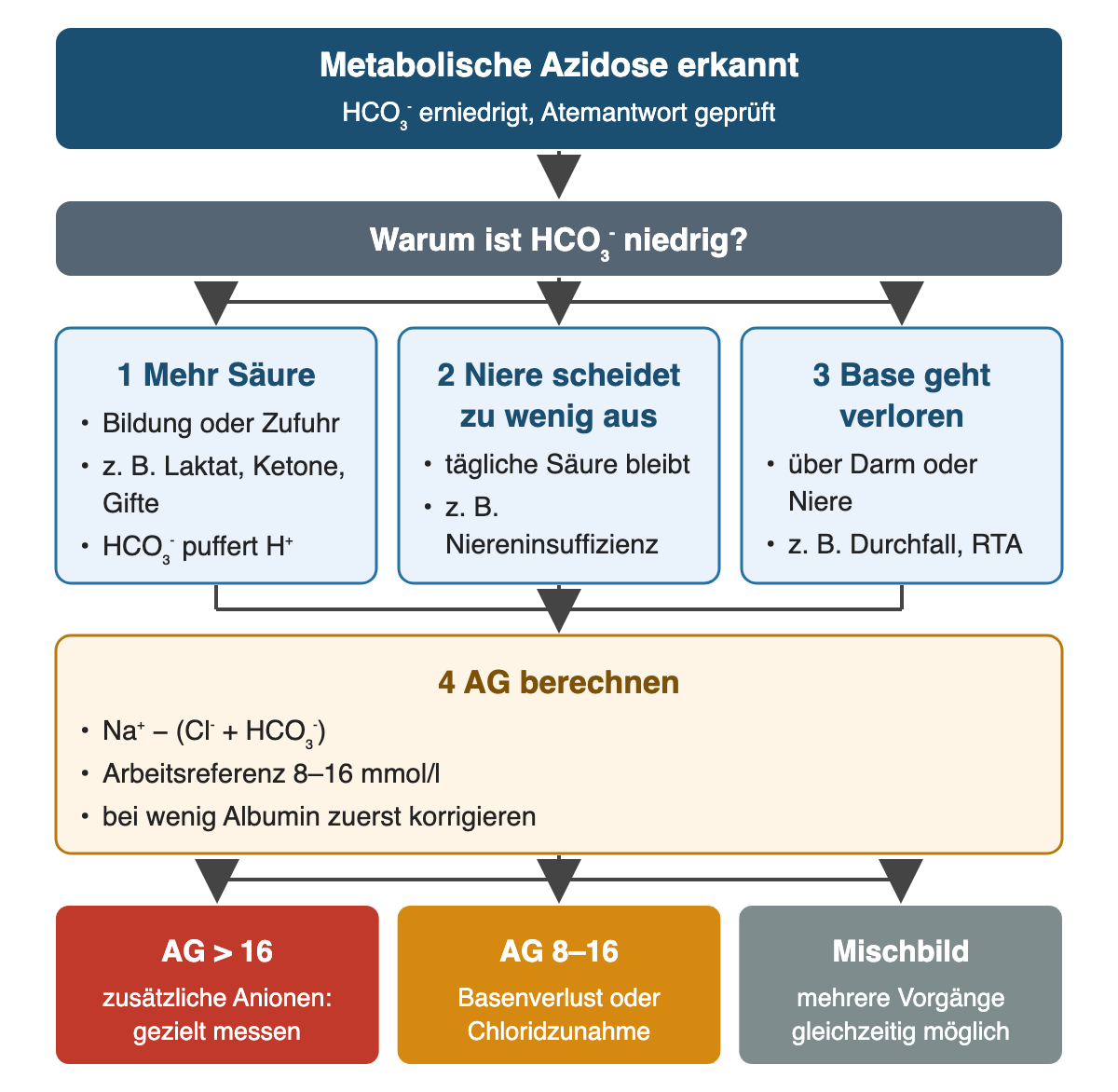 Von oben nach unten: Metabolische Azidose erkannt: HCO₃⁻ erniedrigt, Atemantwort geprüft; Warum ist HCO₃⁻ niedrig?; 1 Mehr Säure: Bildung oder Zufuhr, z. B. Laktat, Ketone, Gifte, HCO₃⁻ puffert H⁺; 2 Niere scheidet zu wenig aus: tägliche Säure bleibt, z. B. Niereninsuffizienz; 3 Base geht verloren: über Darm oder Niere, z. B. Durchfall, RTA; 4 AG berechnen: Na⁺ − (Cl⁻ + HCO₃⁻), Arbeitsreferenz 8–16 mmol/l, bei wenig Albumin zuerst korrigieren; Ergebnis: AG > 16 – zusätzliche Anionen: gezielt messen; AG 8–16 – Basenverlust oder Chloridzunahme; Mischbild – mehrere Vorgänge gleichzeitig möglich.