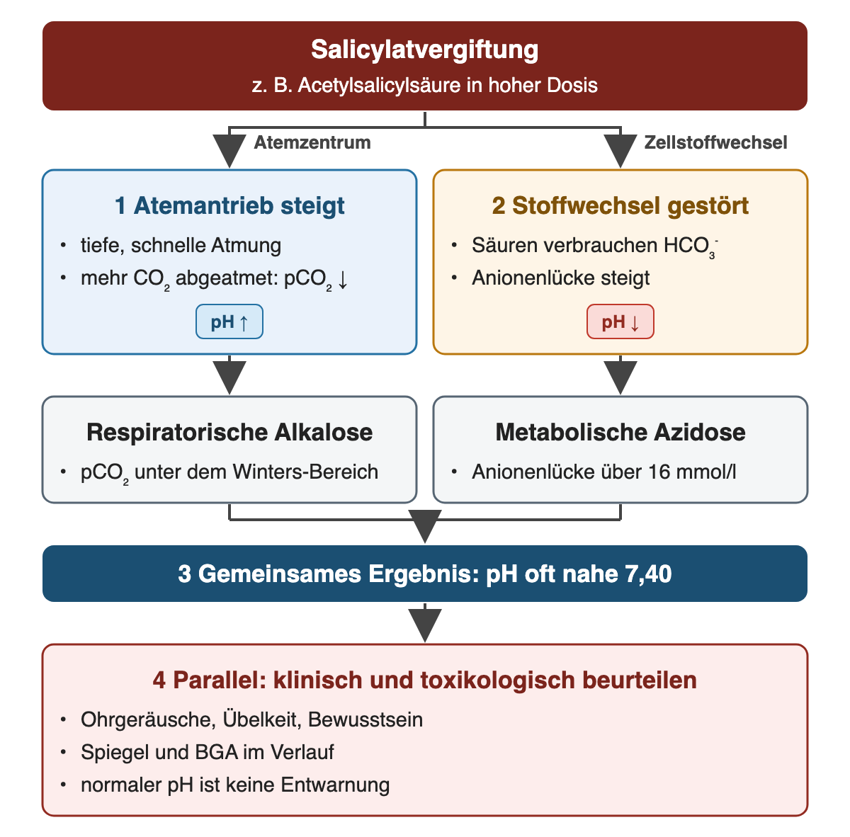 Salicylatvergiftung verzweigt in zwei Wege: 1 Atemantrieb steigt (tiefe, schnelle Atmung, pCO₂ sinkt, pH steigt) führt zur respiratorischen Alkalose mit pCO₂ unter dem Winters-Bereich; 2 Stoffwechsel gestört (Säuren verbrauchen HCO₃⁻, Anionenlücke steigt, pH sinkt) führt zur metabolischen Azidose mit Anionenlücke über 16 mmol/l. 3 Gemeinsames Ergebnis: pH oft nahe 7,40. 4 Parallel klinisch und toxikologisch beurteilen: Ohrgeräusche, Übelkeit, Bewusstsein, Spiegel und BGA im Verlauf; normaler pH ist keine Entwarnung.
