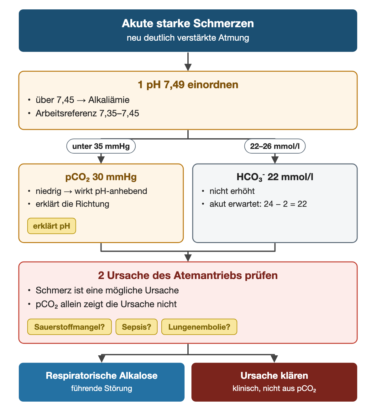 Von oben nach unten. Oben: Akute starke Schmerzen (neu deutlich verstärkte Atmung). 1 pH 7,49 einordnen: über 7,45 → Alkaliämie, Arbeitsreferenz 7,35–7,45. Nebeneinander: unter 35 mmHg → pCO₂ 30 mmHg: niedrig → wirkt pH-anhebend, erklärt die Richtung (erklärt pH) | 22–26 mmol/l → HCO₃⁻ 22 mmol/l: nicht erhöht, akut erwartet: 24 − 2 = 22. 2 Ursache des Atemantriebs prüfen: Schmerz ist eine mögliche Ursache, pCO₂ allein zeigt die Ursache nicht (Sauerstoffmangel?, Sepsis?, Lungenembolie?). Ergebnis: Respiratorische Alkalose (führende Störung) | Ursache klären (klinisch, nicht aus pCO₂).