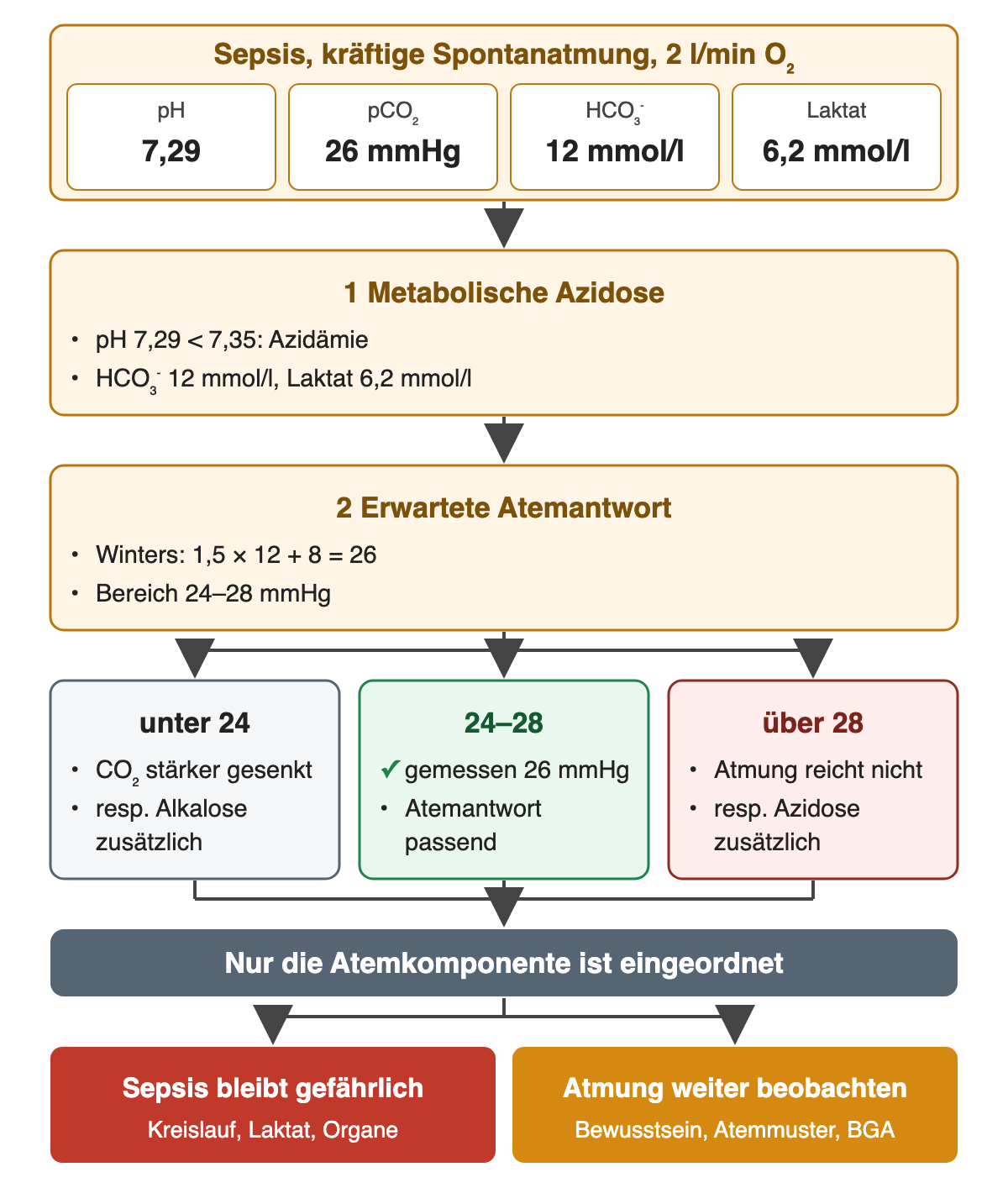 Oben die Falldaten bei Sepsis mit kräftiger Spontanatmung unter 2 l/min O₂: pH 7,29, pCO₂ 26 mmHg, HCO₃⁻ 12 mmol/l, Laktat 6,2 mmol/l. 1 Metabolische Azidose: pH unter 7,35, HCO₃⁻ 12, Laktat 6,2. 2 Erwartete Atemantwort: Winters 1,5 × 12 + 8 = 26, Bereich 24–28 mmHg. Drei Zweige: unter 24 zusätzliche respiratorische Alkalose, 24–28 passend (gemessen 26), über 28 zusätzliche respiratorische Azidose. Danach: Nur die Atemkomponente ist eingeordnet. Ergebnis: Sepsis bleibt gefährlich; Atmung weiter beobachten.