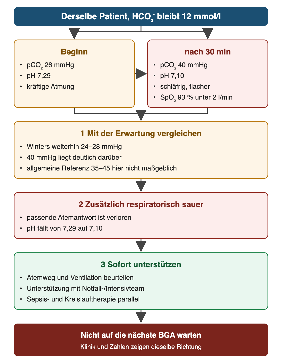 Oben: derselbe Patient, HCO₃⁻ bleibt 12 mmol/l. Nebeneinander mit Pfeil: Beginn pCO₂ 26 mmHg, pH 7,29, kräftige Atmung; nach 30 min pCO₂ 40 mmHg, pH 7,10, schläfrig und flacher, SpO₂ 93 % unter 2 l/min. 1 Mit der Erwartung vergleichen: Winters weiterhin 24–28 mmHg, 40 liegt deutlich darüber, die allgemeine Referenz 35–45 ist hier nicht maßgeblich. 2 Zusätzlich respiratorisch sauer: Atemantwort verloren, pH fällt. 3 Sofort unterstützen: Atemweg und Ventilation, Notfall-/Intensivteam, Sepsis- und Kreislauftherapie parallel. Ergebnis: Nicht auf die nächste BGA warten.