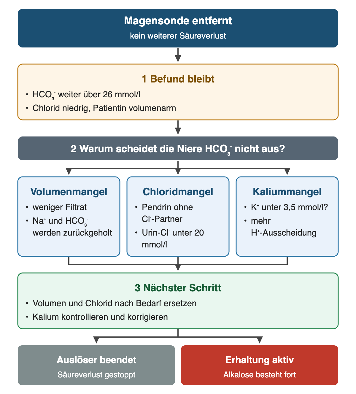 Von oben nach unten: Magensonde entfernt (kein weiterer Säureverlust). 1 Befund bleibt: HCO₃⁻ weiter über 26 mmol/l; Chlorid niedrig, Patientin volumenarm. 2 Warum scheidet die Niere HCO₃⁻ nicht aus?. Volumenmangel: weniger Filtrat; Na⁺ und HCO₃⁻ werden zurückgeholt. Chloridmangel: Pendrin ohne Cl⁻-Partner; Urin-Cl⁻ unter 20 mmol/l. Kaliummangel: K⁺ unter 3,5 mmol/l?; mehr H⁺-Ausscheidung. 3 Nächster Schritt: Volumen und Chlorid nach Bedarf ersetzen; Kalium kontrollieren und korrigieren. Ergebnis: Auslöser beendet – Säureverlust gestoppt | Erhaltung aktiv – Alkalose besteht fort.