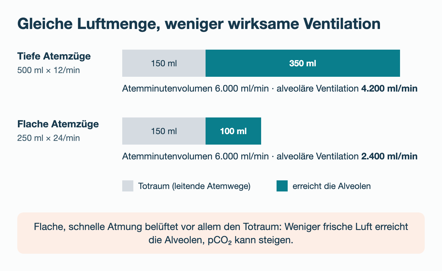 Zwei Balken mit gleichem Atemminutenvolumen von 6000 ml pro Minute: Bei 500 ml mal 12 Atemzügen erreichen 4200 ml pro Minute die Alveolen, bei 250 ml mal 24 Atemzügen nur 2400 ml, weil jeder Atemzug zuerst 150 ml Totraum füllt.