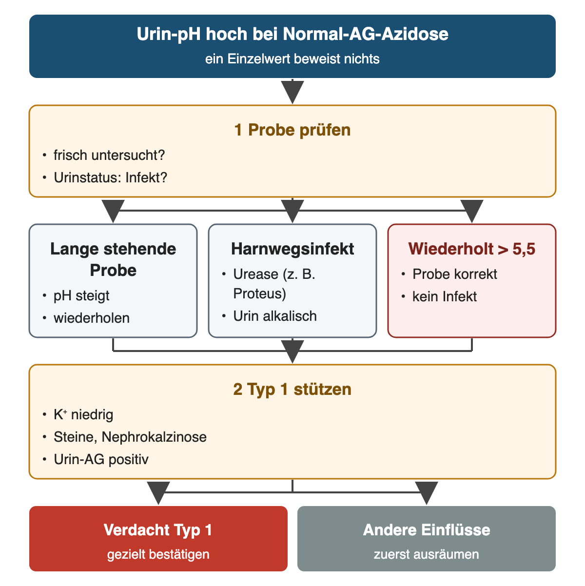 Von oben nach unten: Urin-pH hoch bei Normal-AG-Azidose: ein Einzelwert beweist nichts; Probe prüfen: frisch untersucht?, Urinstatus: Infekt?; Lange stehende Probe: pH steigt, wiederholen; Harnwegsinfekt: Urease (z. B. Proteus), Urin alkalisch; Wiederholt > 5,5: Probe korrekt, kein Infekt; Typ 1 stützen: K⁺ niedrig, Steine, Nephrokalzinose, Urin-AG positiv; Ergebnis: Verdacht Typ 1 – gezielt bestätigen; Andere Einflüsse – zuerst ausräumen.