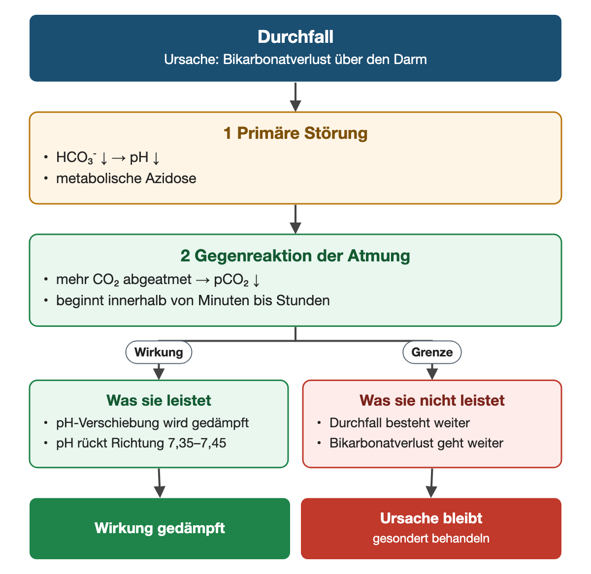 Von oben nach unten. Oben: Durchfall (Ursache: Bikarbonatverlust über den Darm). 1 Primäre Störung: HCO₃⁻ ↓ → pH ↓, metabolische Azidose. 2 Gegenreaktion der Atmung: mehr CO₂ abgeatmet → pCO₂ ↓, beginnt innerhalb von Minuten bis Stunden. Nebeneinander: Wirkung → Was sie leistet: pH-Verschiebung wird gedämpft, pH rückt Richtung 7,35–7,45 | Grenze → Was sie nicht leistet: Durchfall besteht weiter, Bikarbonatverlust geht weiter. Ergebnis: Wirkung gedämpft | Ursache bleibt (gesondert behandeln).