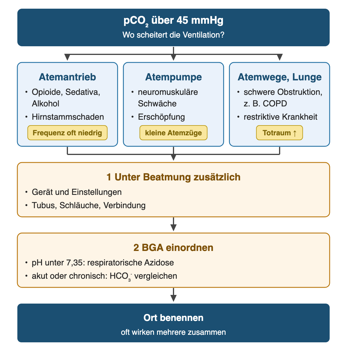 Von oben nach unten: pCO₂ über 45 mmHg (Wo scheitert die Ventilation?). Atemantrieb: Opioide, Sedativa, Alkohol; Hirnstammschaden (Frequenz oft niedrig). Atempumpe: neuromuskuläre Schwäche; Erschöpfung (kleine Atemzüge). Atemwege, Lunge: schwere Obstruktion, z. B. COPD; restriktive Krankheit (Totraum ↑). 1 Unter Beatmung zusätzlich: Gerät und Einstellungen; Tubus, Schläuche, Verbindung. 2 BGA einordnen: pH unter 7,35: respiratorische Azidose; akut oder chronisch: HCO₃⁻ vergleichen. Ergebnis: Ort benennen – oft wirken mehrere zusammen.