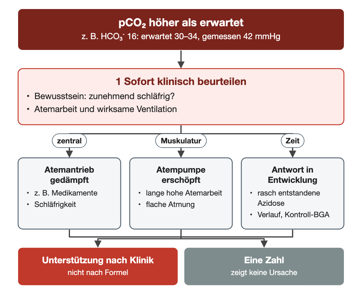 Von oben nach unten. Oben: pCO₂ höher als erwartet (z. B. HCO₃⁻ 16: erwartet 30–34, gemessen 42 mmHg). 1 Sofort klinisch beurteilen: Bewusstsein: zunehmend schläfrig?, Atemarbeit und wirksame Ventilation. Nebeneinander: zentral → Atemantrieb gedämpft: z. B. Medikamente, Schläfrigkeit | Muskulatur → Atempumpe erschöpft: lange hohe Atemarbeit, flache Atmung | Zeit → Antwort in Entwicklung: rasch entstandene Azidose, Verlauf, Kontroll-BGA. Ergebnis: Unterstützung nach Klinik (nicht nach Formel) | Eine Zahl (zeigt keine Ursache).