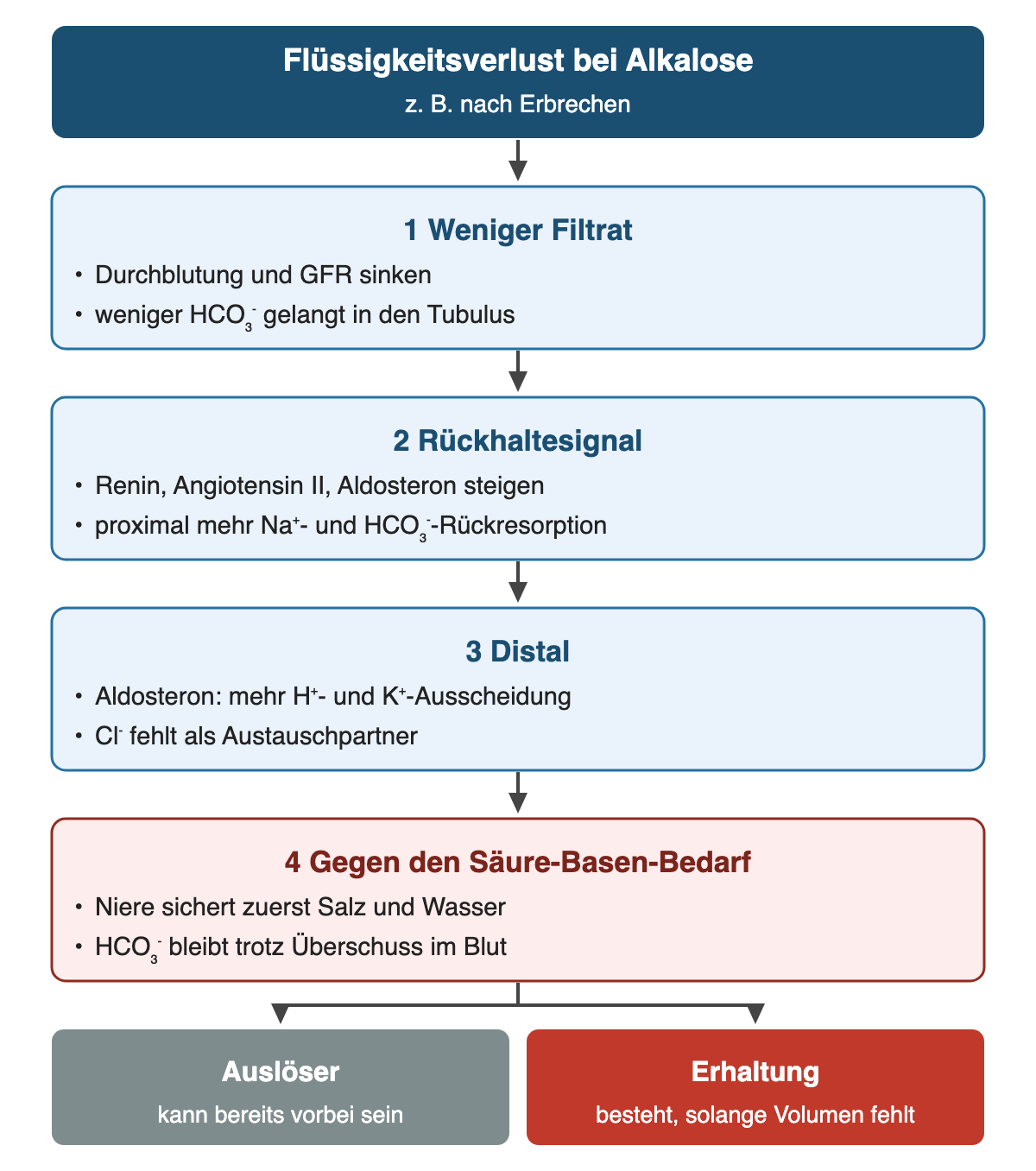 Von oben nach unten: Flüssigkeitsverlust bei Alkalose (z. B. nach Erbrechen). 1 Weniger Filtrat: Durchblutung und GFR sinken; weniger HCO₃⁻ gelangt in den Tubulus. 2 Rückhaltesignal: Renin, Angiotensin II, Aldosteron steigen; proximal mehr Na⁺- und HCO₃⁻-Rückresorption. 3 Distal: Aldosteron: mehr H⁺- und K⁺-Ausscheidung; Cl⁻ fehlt als Austauschpartner. 4 Gegen den Säure-Basen-Bedarf: Niere sichert zuerst Salz und Wasser; HCO₃⁻ bleibt trotz Überschuss im Blut. Ergebnis: Auslöser – kann bereits vorbei sein | Erhaltung – besteht, solange Volumen fehlt.
