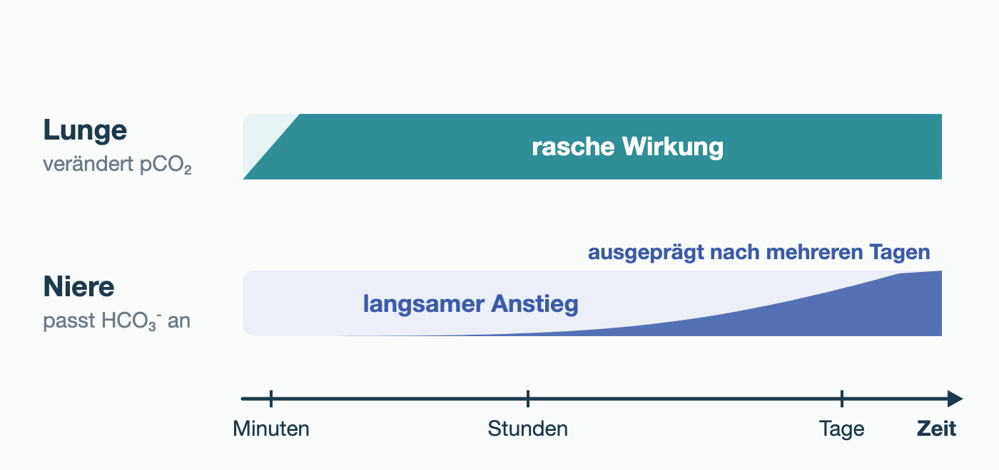 Zeitachse von Minuten über Stunden bis Tage: Die Lunge verändert den pCO₂ rasch; die Niere passt HCO₃⁻ langsam an, ausgeprägt erst nach mehreren Tagen.