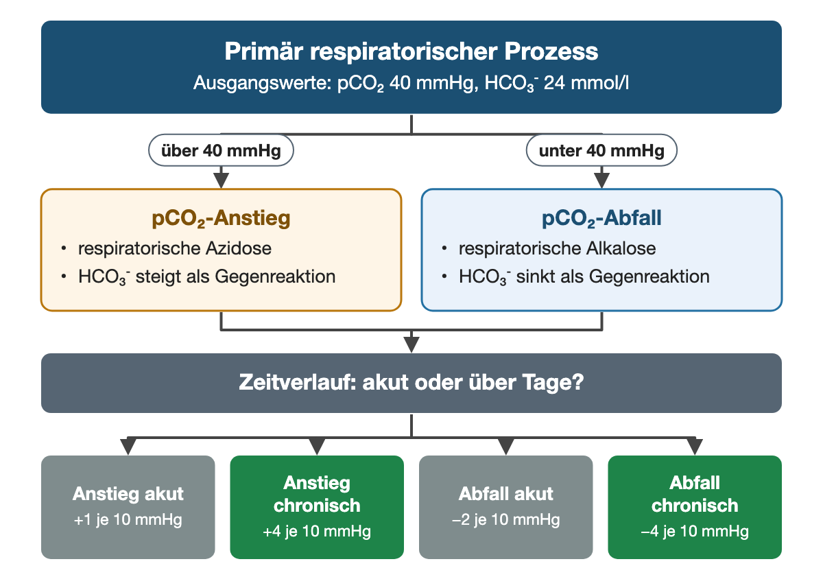 Von oben nach unten. Oben: Primär respiratorischer Prozess (Ausgangswerte: pCO₂ 40 mmHg, HCO₃⁻ 24 mmol/l). Nebeneinander: über 40 mmHg → pCO₂-Anstieg: respiratorische Azidose, HCO₃⁻ steigt als Gegenreaktion | unter 40 mmHg → pCO₂-Abfall: respiratorische Alkalose, HCO₃⁻ sinkt als Gegenreaktion. Zeitverlauf: akut oder über Tage?. Ergebnis: Anstieg akut (+1 je 10 mmHg) | Anstieg chronisch (+4 je 10 mmHg) | Abfall akut (−2 je 10 mmHg) | Abfall chronisch (−4 je 10 mmHg).