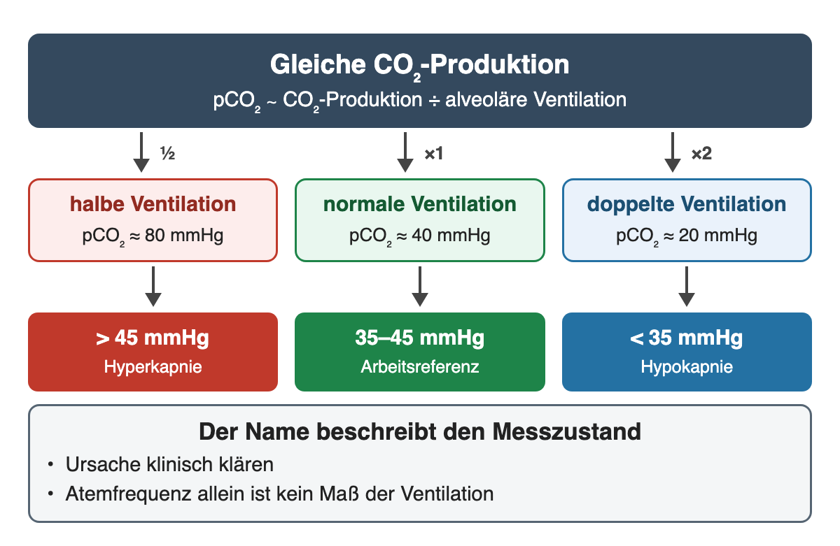 Bei gleicher CO₂-Produktion: halbe alveoläre Ventilation ergibt einen pCO₂ von etwa 80 mmHg (Hyperkapnie über 45), normale etwa 40 mmHg (Arbeitsreferenz 35–45), doppelte etwa 20 mmHg (Hypokapnie unter 35).