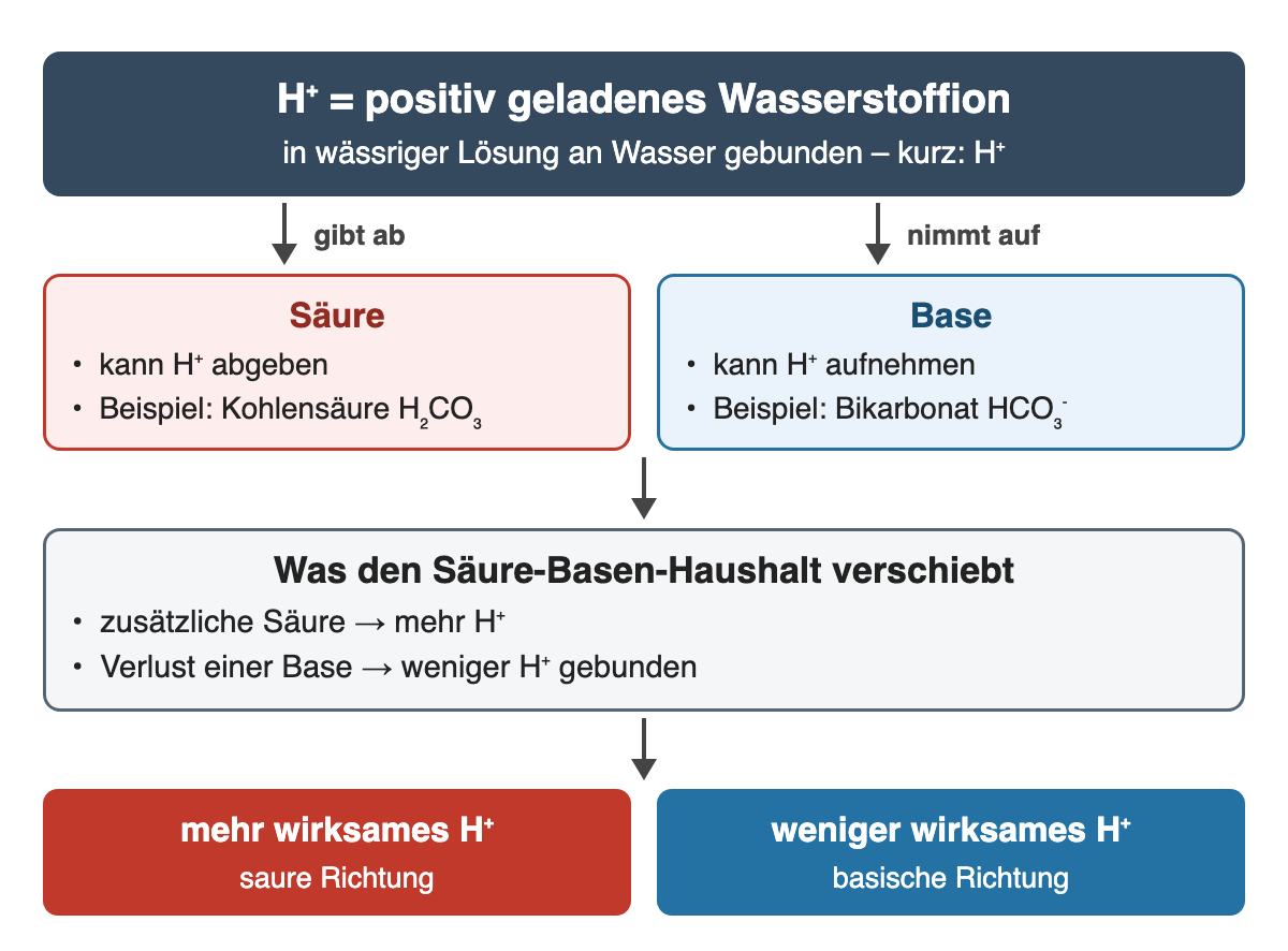 Oben: H⁺ ist ein positiv geladenes Wasserstoffion. Links die Säure, die H⁺ abgibt (Beispiel Kohlensäure), rechts die Base, die H⁺ aufnimmt (Beispiel Bikarbonat). Darunter: Zusätzliche Säure bedeutet mehr H⁺, Basenverlust weniger gebundenes H⁺; Ergebnis saure oder basische Richtung.