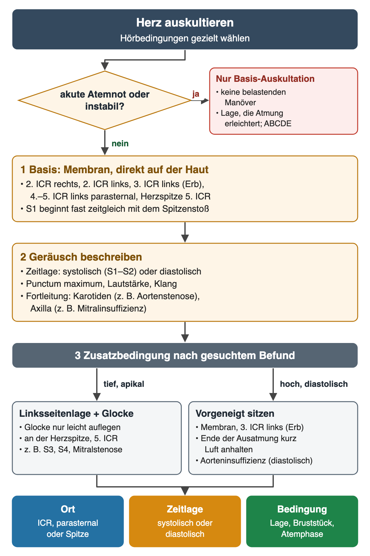 Ablaufdiagramm „Herz auskultieren“. Raute: akute Atemnot oder instabil? Ja – nur Basis-Auskultation, keine belastenden Manöver, atemerleichternde Lage, ABCDE. Nein – 1 Membran direkt auf der Haut an 2. ICR rechts, 2. ICR links, 3. ICR links (Erb), 4.–5. ICR links parasternal und Herzspitze im 5. ICR; S1 beginnt fast zeitgleich mit dem Spitzenstoß. 2 Geräusch beschreiben: Zeitlage systolisch oder diastolisch, Punctum maximum, Lautstärke, Klang, Fortleitung in die Karotiden (zum Beispiel Aortenstenose) oder in die Axilla (zum Beispiel Mitralinsuffizienz). 3 Zusatzbedingung nach gesuchtem Befund: tief und apikal – Linksseitenlage mit leicht aufgelegter Glocke an der Herzspitze, zum Beispiel S3, S4, Mitralstenose; hoch und diastolisch – vorgeneigt sitzen, Membran am Erb-Punkt, am Ende der Ausatmung kurz Luft anhalten, Aorteninsuffizienz. Ergebniszeile zum Dokumentieren: Ort, Zeitlage, Bedingung.
