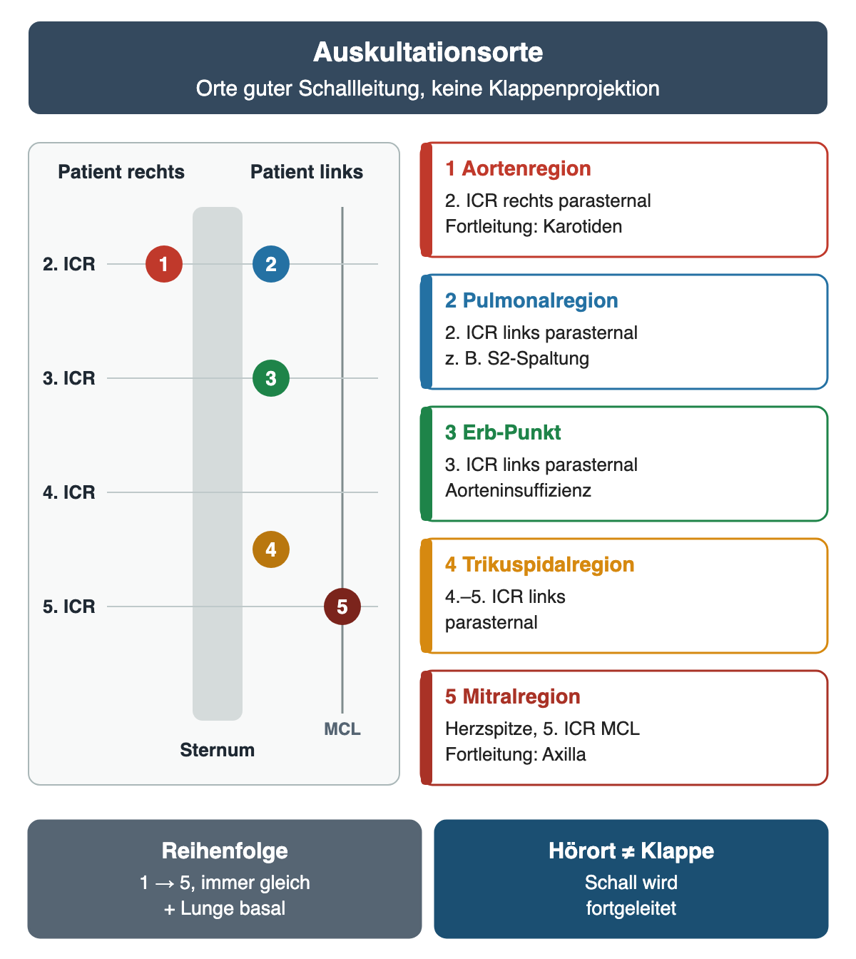 Links eine Ortskarte mit Sternum, Medioklavikularlinie und den Interkostalräumen 2 bis 5, „Patient rechts“ und „Patient links“ beschriftet; fünf nummerierte Punkte: 1 im 2. ICR rechts neben dem Sternum, 2 im 2. ICR links, 3 im 3. ICR links, 4 zwischen 4. und 5. ICR links parasternal, 5 im 5. ICR auf der Medioklavikularlinie. Rechts die Legende: 1 Aortenregion, Fortleitung in die Karotiden; 2 Pulmonalregion, zum Beispiel S2-Spaltung; 3 Erb-Punkt, Aorteninsuffizienz; 4 Trikuspidalregion; 5 Mitralregion an der Herzspitze, Fortleitung in die Axilla. Unten: Reihenfolge 1 bis 5 immer gleich plus Lunge basal; Hörort ist nicht gleich Klappe, Schall wird fortgeleitet.
