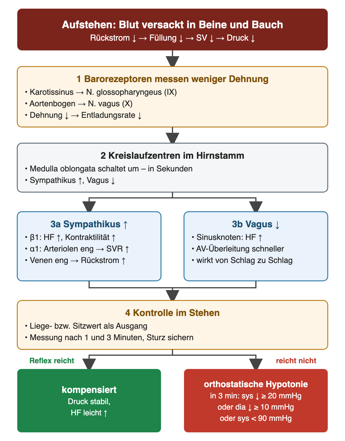 Flussdiagramm. Auslöser: Aufstehen, Blut versackt in Beine und Bauch; venöser Rückstrom, Füllung, Schlagvolumen und Druck sinken. 1 Barorezeptoren messen weniger Dehnung: Karotissinus über N. glossopharyngeus (IX), Aortenbogen über N. vagus (X); weniger Dehnung senkt die Entladungsrate. 2 Kreislaufzentren in der Medulla oblongata schalten in Sekunden um: Sympathikus hoch, Vagus herunter. Zwei parallele Felder: 3a Sympathikus – über Beta-1 steigen Herzfrequenz und Kontraktilität, über Alpha-1 verengen sich Arteriolen und der Widerstand steigt, verengte Venen erhöhen den Rückstrom; 3b Vagus vermindert – Sinusknoten beschleunigt, AV-Überleitung schneller, Wirkung von Schlag zu Schlag. 4 Kontrolle im Stehen: Liege- oder Sitzwert als Ausgang, Messung nach 1 und 3 Minuten mit Sturzsicherung. Ergebnis: Reflex reicht – kompensiert, Druck stabil, Frequenz leicht erhöht. Reflex reicht nicht – orthostatische Hypotonie: innerhalb von 3 Minuten systolisch mindestens 20 mmHg oder diastolisch mindestens 10 mmHg Abfall oder systolisch unter 90 mmHg.