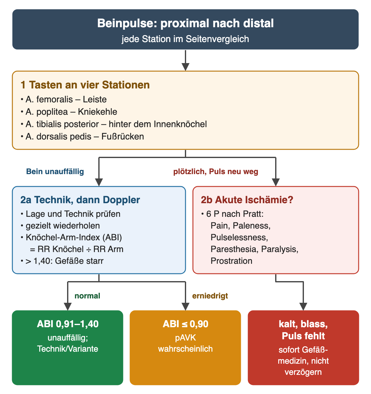 Schritt 1: vier Beinpulse von proximal nach distal – A. femoralis in der Leiste, A. poplitea in der Kniekehle, A. tibialis posterior hinter dem Innenknöchel, A. dorsalis pedis am Fußrücken. Zwei Äste: Bei unauffälligem Bein Technik prüfen, wiederholen und mit Doppler den Knöchel-Arm-Index bestimmen; bei plötzlich neu fehlendem Puls an akute Ischämie mit den 6 P nach Pratt denken. Ergebniszeile: ABI 0,91 bis 1,40 unauffällig, ABI 0,90 oder weniger pAVK wahrscheinlich, kaltes, blasses Bein ohne Puls sofort zur Gefäßmedizin.