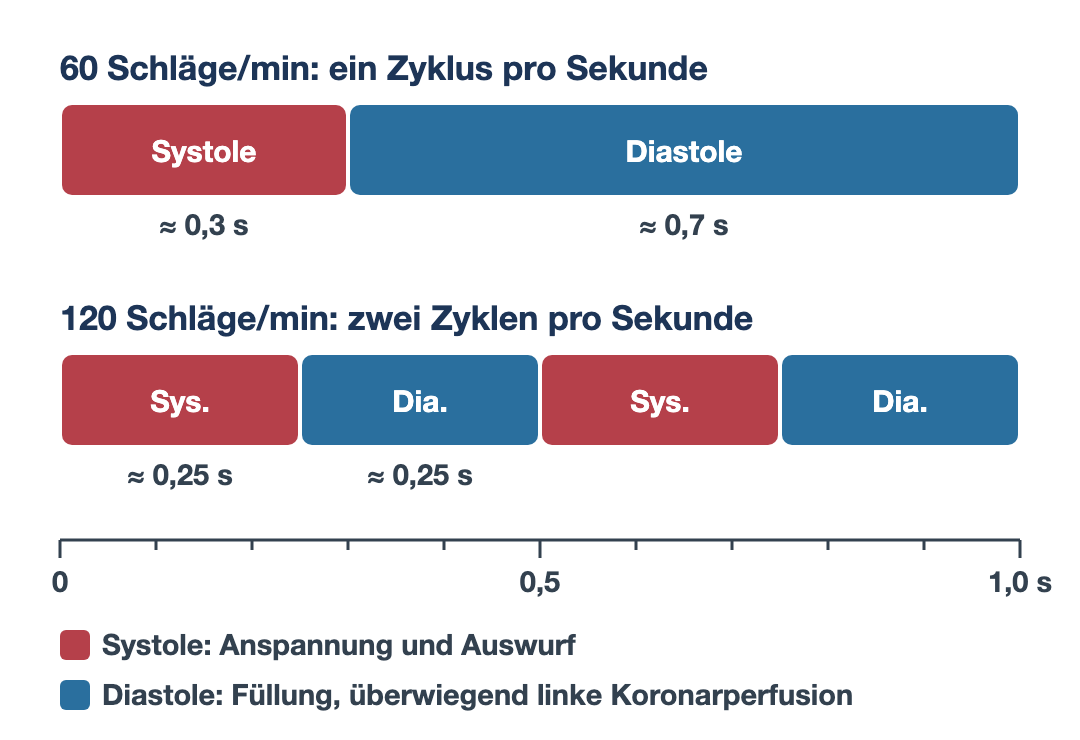 Zeitbalken für 60 und 120 Schläge pro Minute: Bei 60 pro Minute Systole etwa 0,3 und Diastole etwa 0,7 Sekunden, bei 120 pro Minute zwei Zyklen pro Sekunde mit Systole und Diastole von je etwa 0,25 Sekunden.