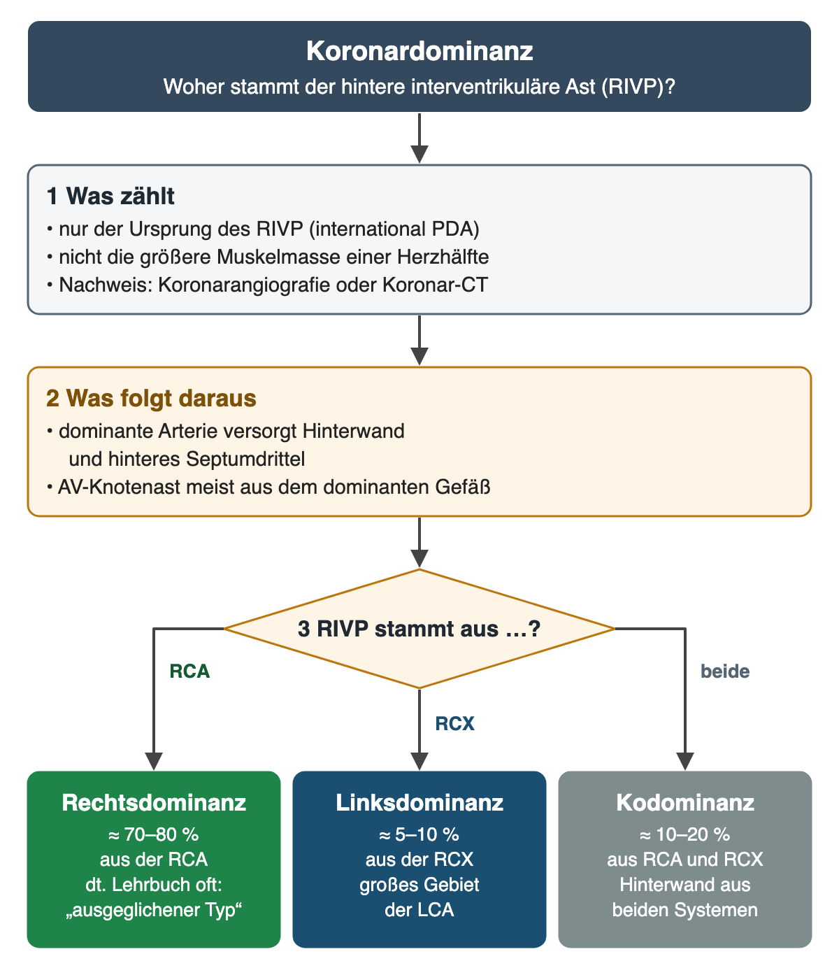 Flussdiagramm „Koronardominanz – woher stammt der hintere interventrikuläre Ast (RIVP)?“. 1 Was zählt: nur der Ursprung des RIVP, international PDA, nicht die größere Muskelmasse; Nachweis mit Koronarangiografie oder Koronar-CT. 2 Was folgt daraus: Die dominante Arterie versorgt Hinterwand und hinteres Septumdrittel, der AV-Knotenast stammt meist aus dem dominanten Gefäß. 3 Entscheidungsraute „RIVP stammt aus …?“ mit drei Ästen: aus der RCA Rechtsdominanz mit etwa 70–80 Prozent, in deutschen Lehrbüchern oft ausgeglichener Typ genannt; aus der RCX Linksdominanz mit etwa 5–10 Prozent und großem Versorgungsgebiet der LCA; aus beiden Kodominanz mit etwa 10–20 Prozent.